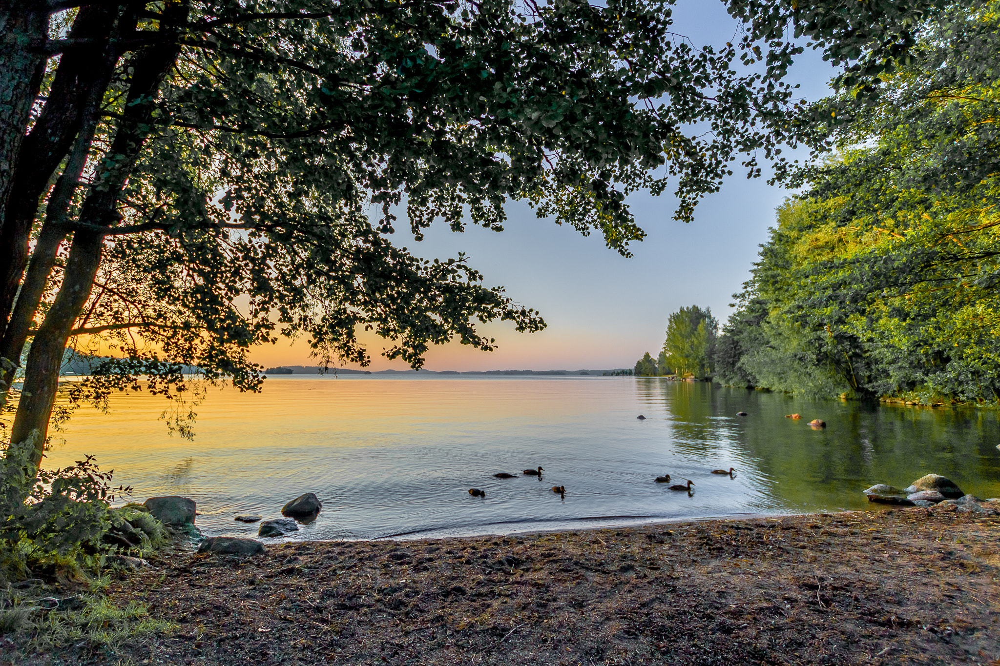 Sigma 10-20mm F3.5 EX DC HSM sample photo. Ducks. photography