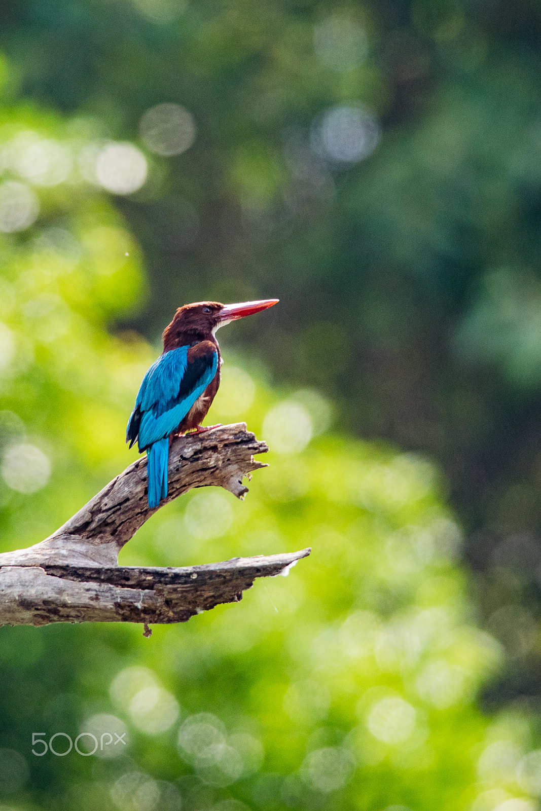 Nikon AF-S Nikkor 300mm F4D ED-IF sample photo. White-throated kingfisher photography