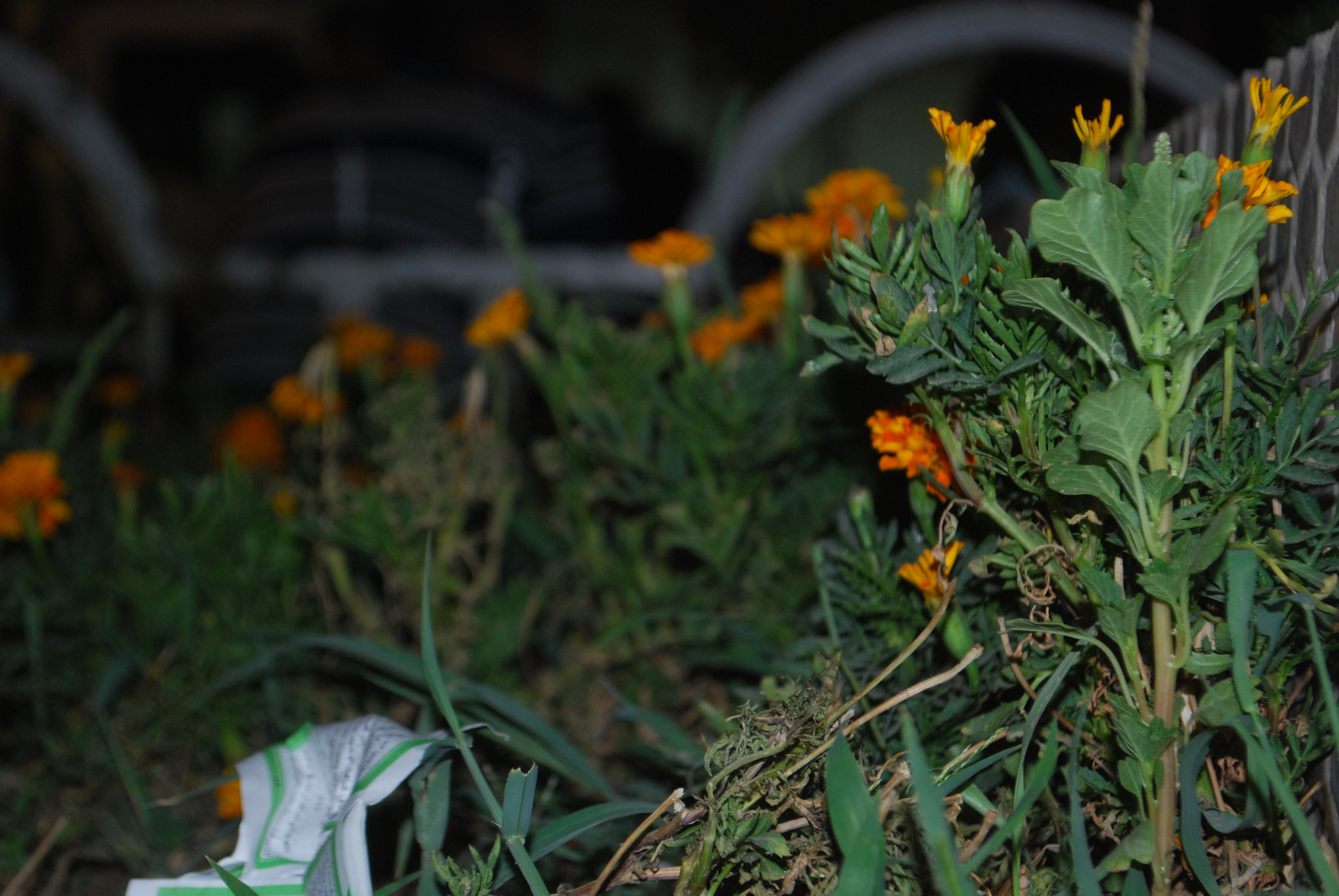 Nikon D40X sample photo