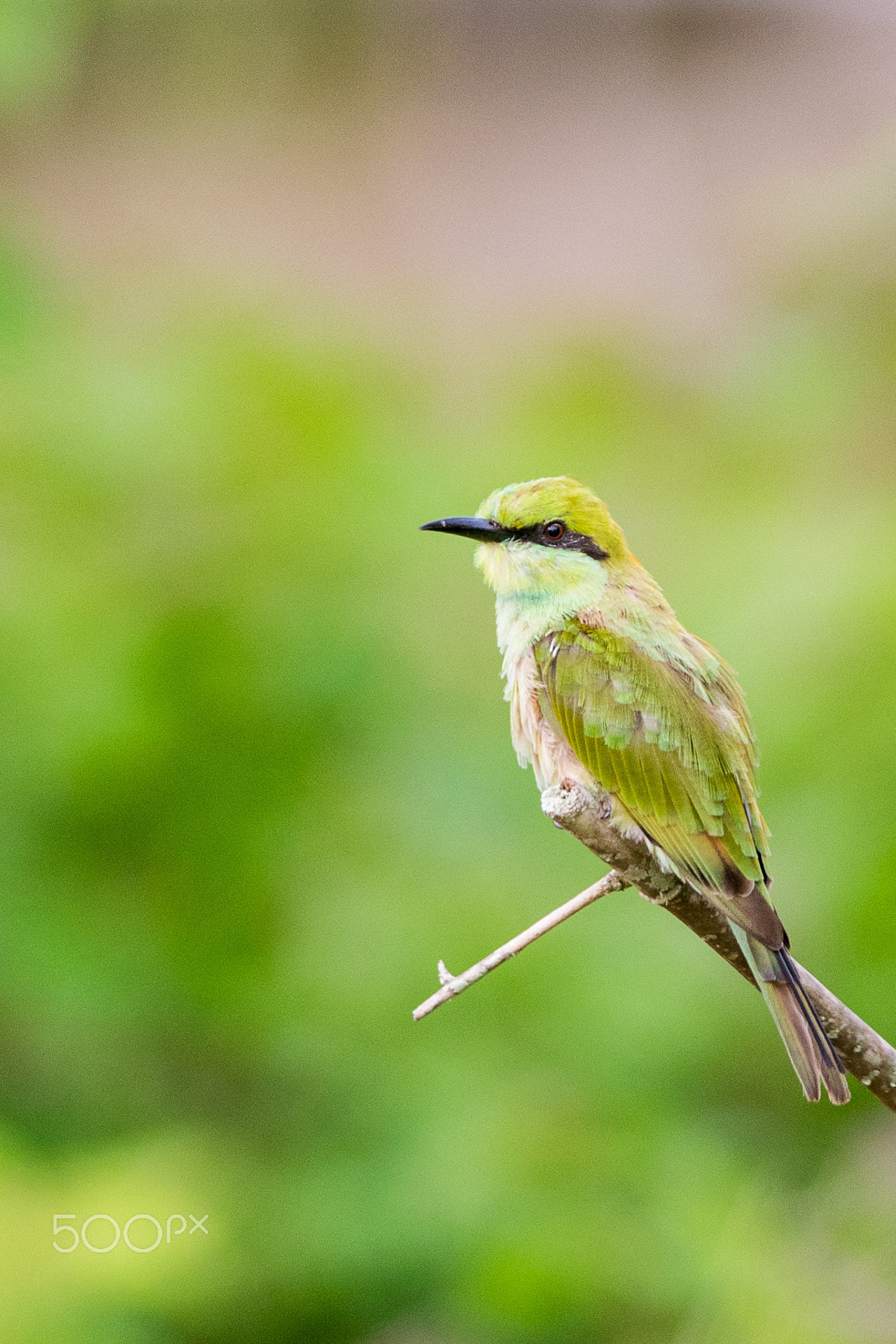 Nikon D3300 + Nikon AF-S Nikkor 300mm F4D ED-IF sample photo. Green bee-eater photography