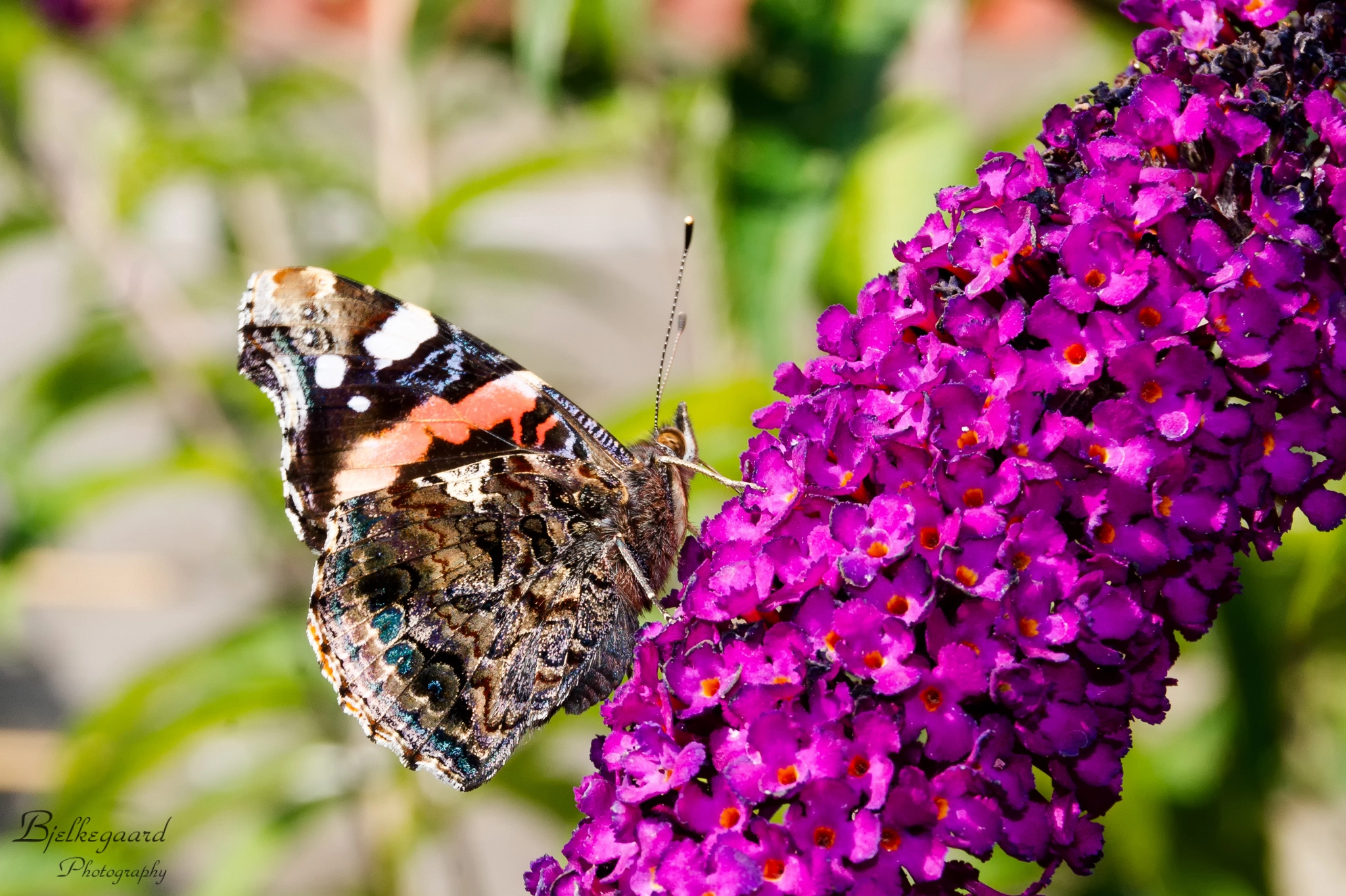 Sony Alpha DSLR-A550 sample photo. Summer photography