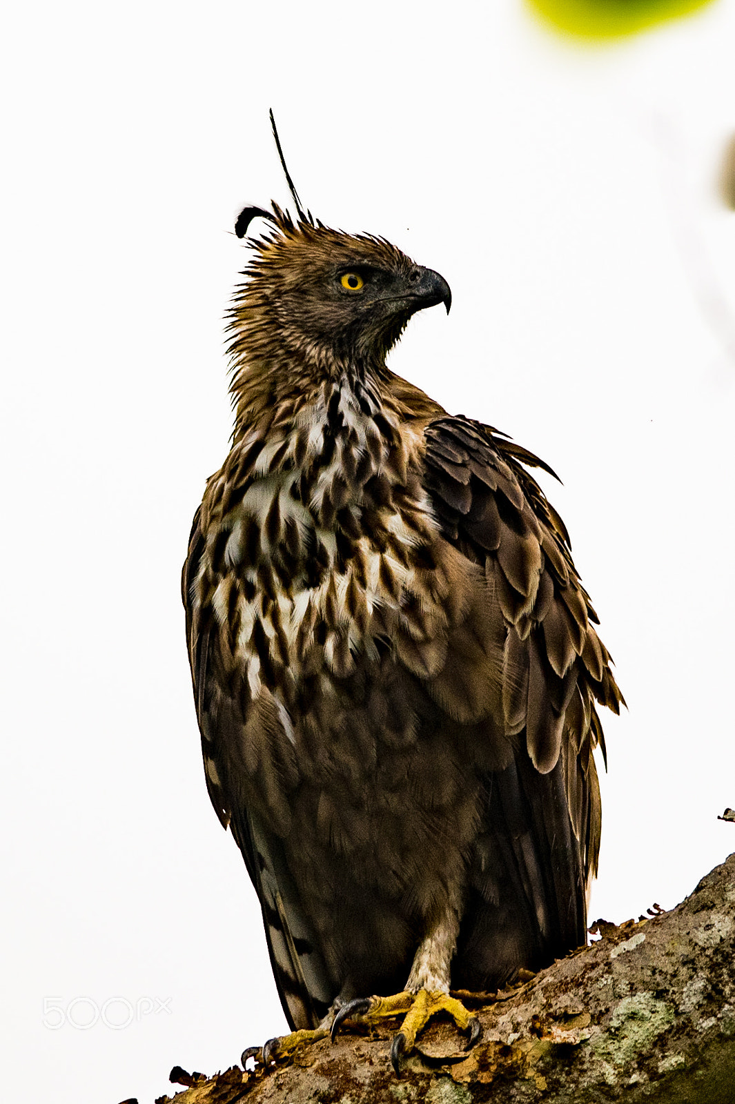 Nikon D3300 + Nikon AF-S Nikkor 300mm F4D ED-IF sample photo. Changeable hawk-eagle photography