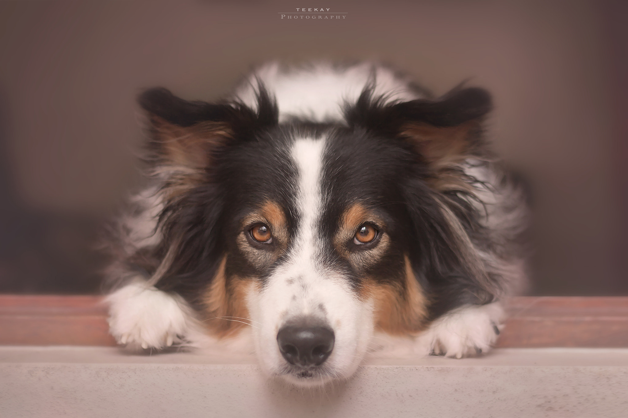 Canon EOS 5D Mark II sample photo. Luka - australian shepherd photography