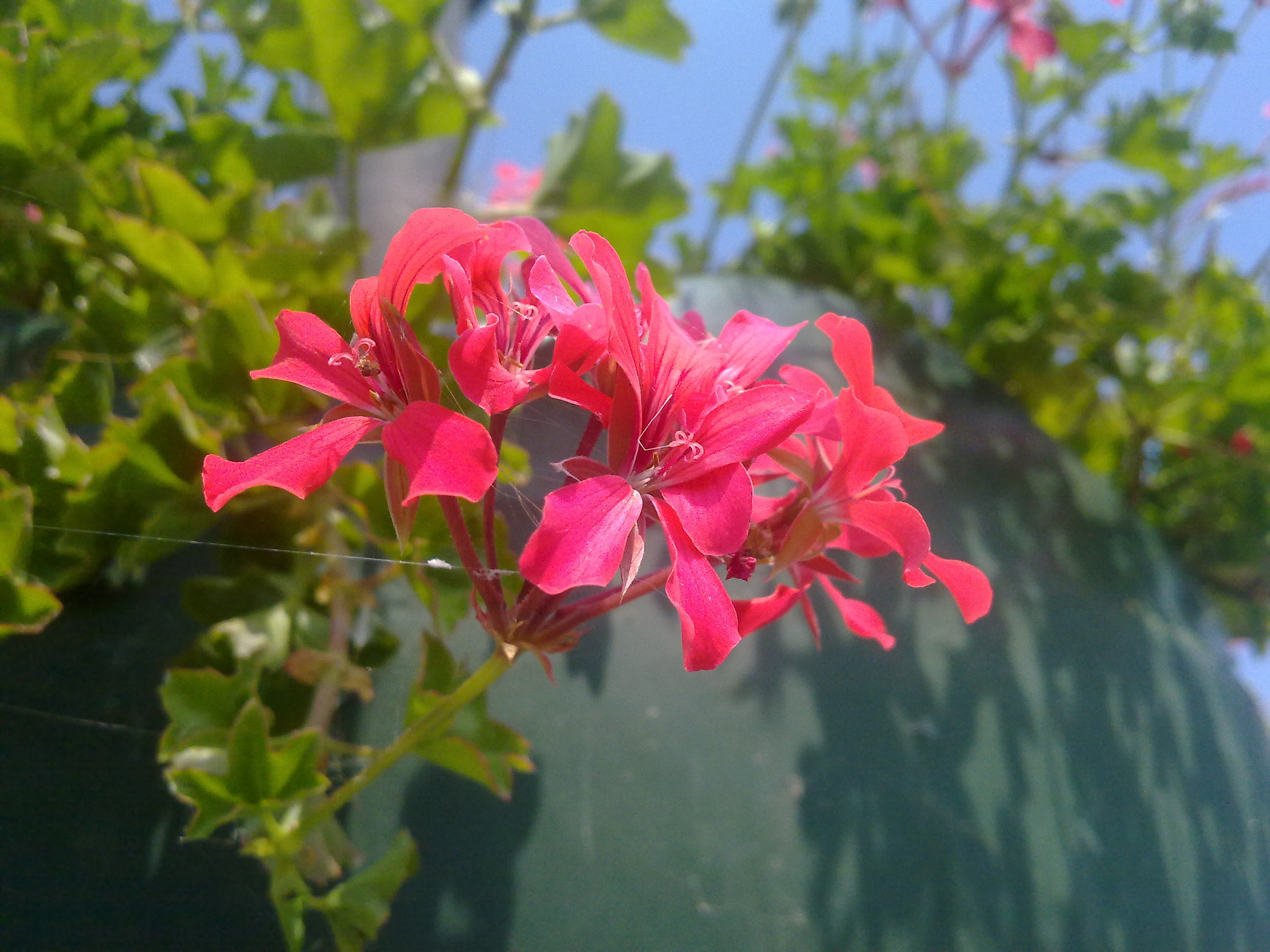 Nokia N97 sample photo. Red flowers photography