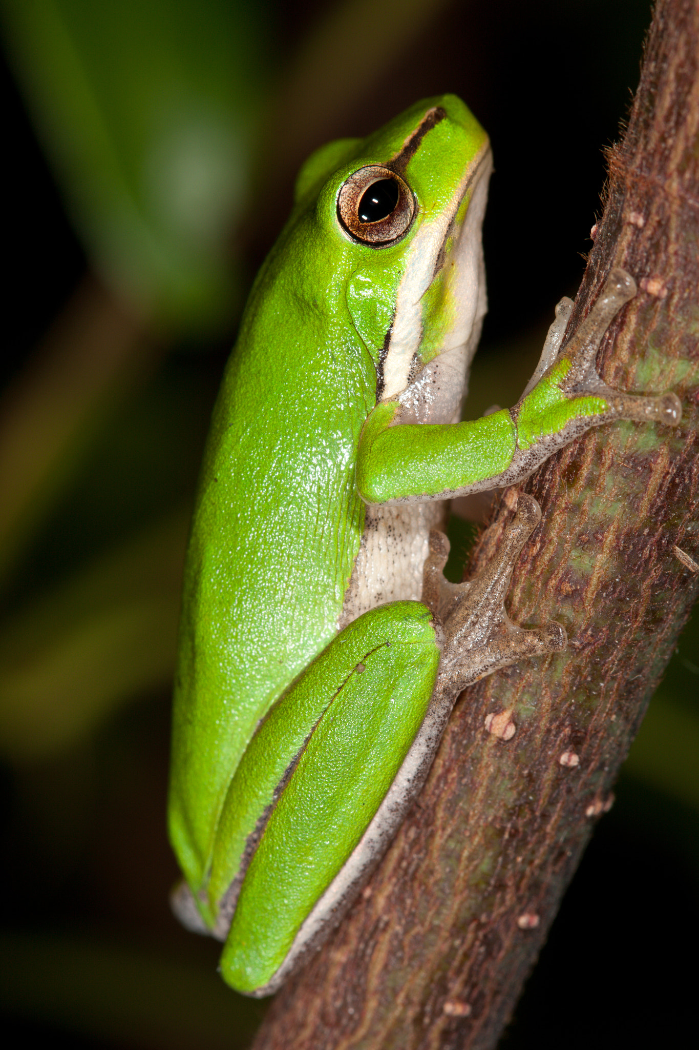Canon EF 100mm F2.8 Macro USM sample photo. Dwarf tree frog photography