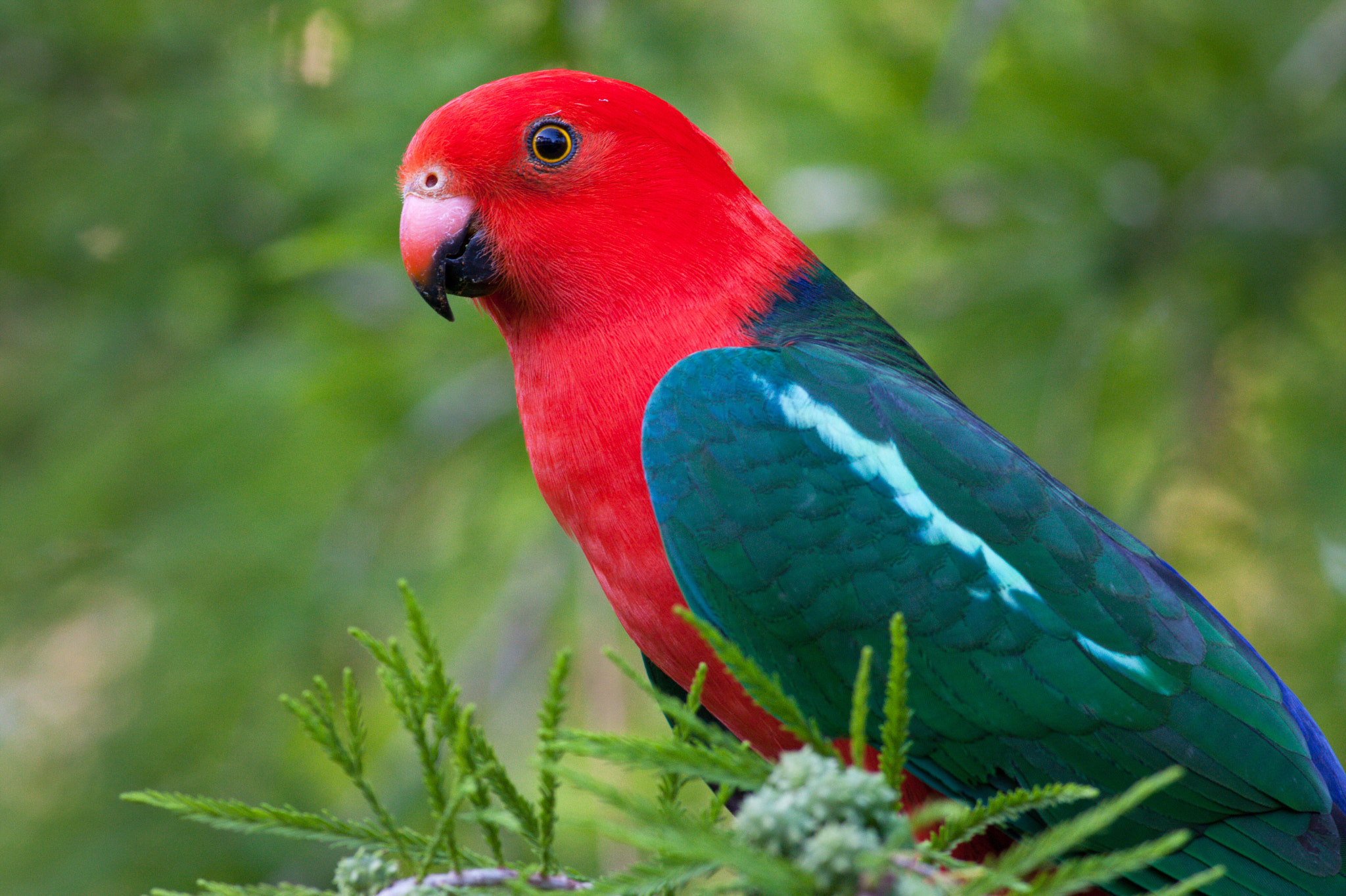 Canon EOS 40D + Canon EF 400mm F5.6L USM sample photo. Male king parrot photography