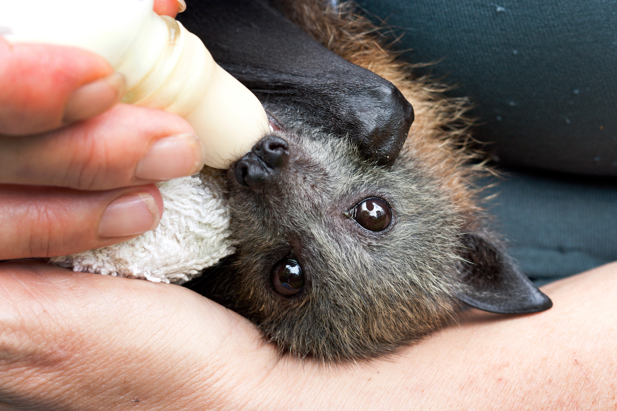 Canon EF 100mm F2.8 Macro USM sample photo. Orphan grey-headed flying-fox photography