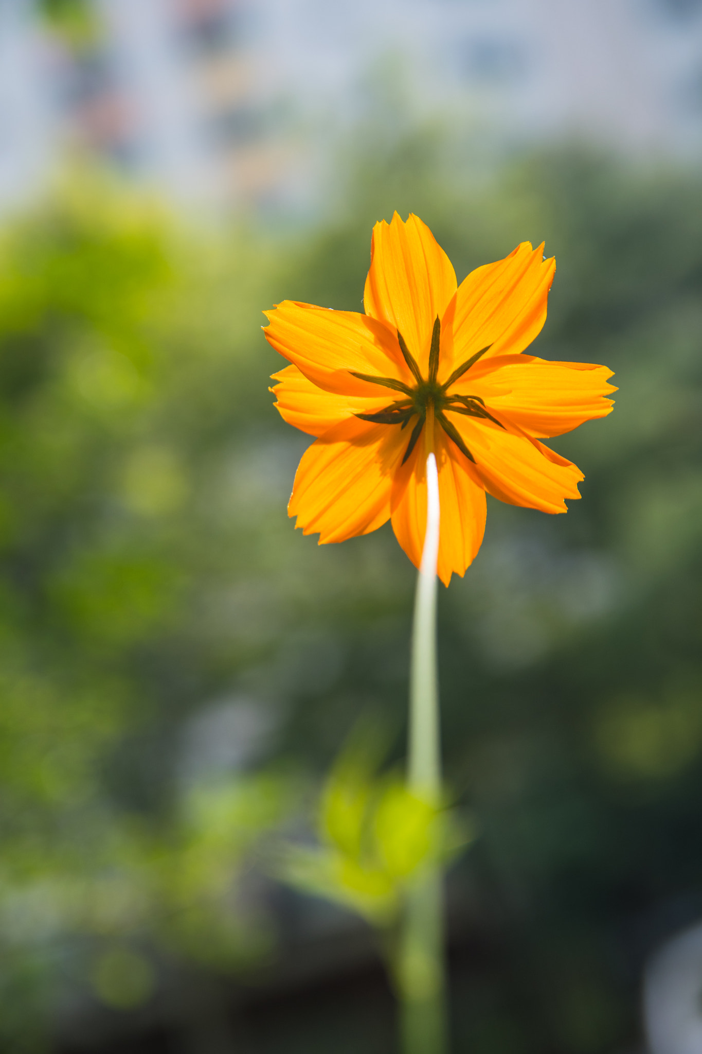 Nikon D500 sample photo. Summer flowers photography