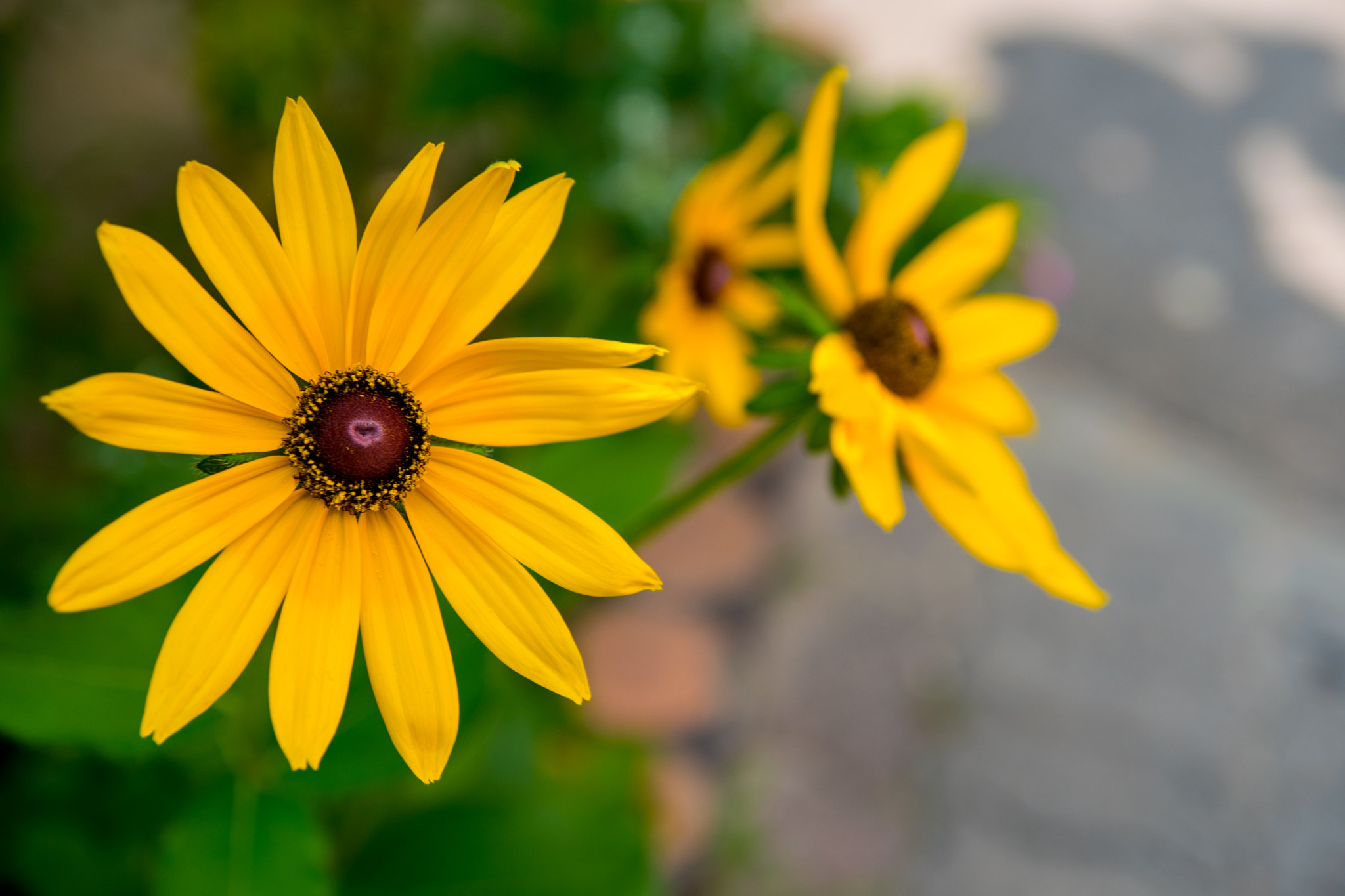 Nikon D500 sample photo. Summer flowers photography