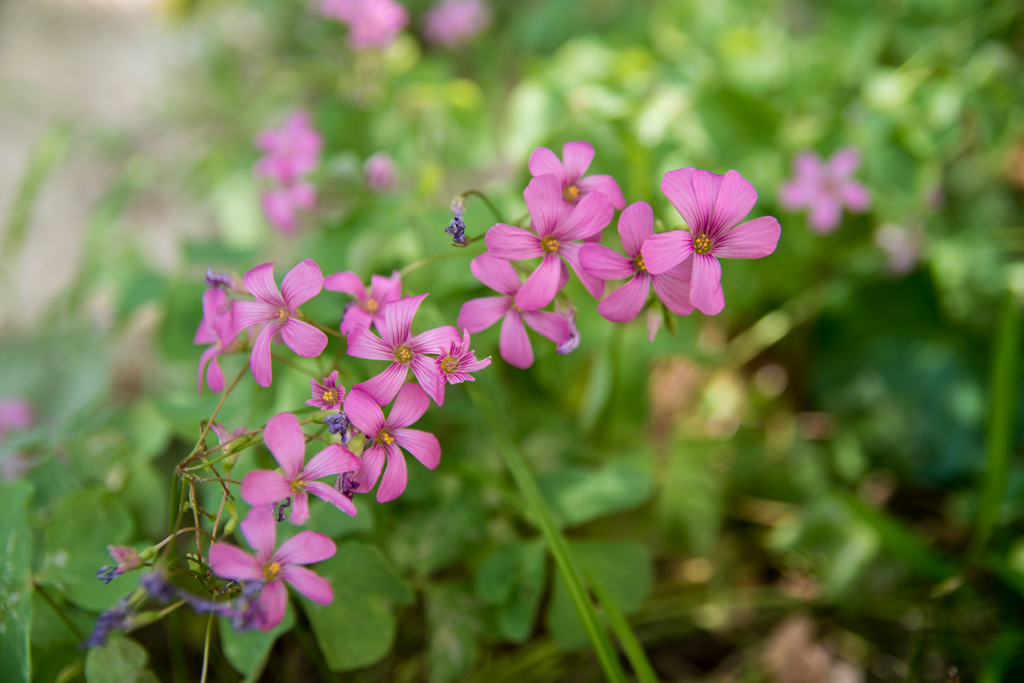 Nikon D500 sample photo. Summer flowers photography