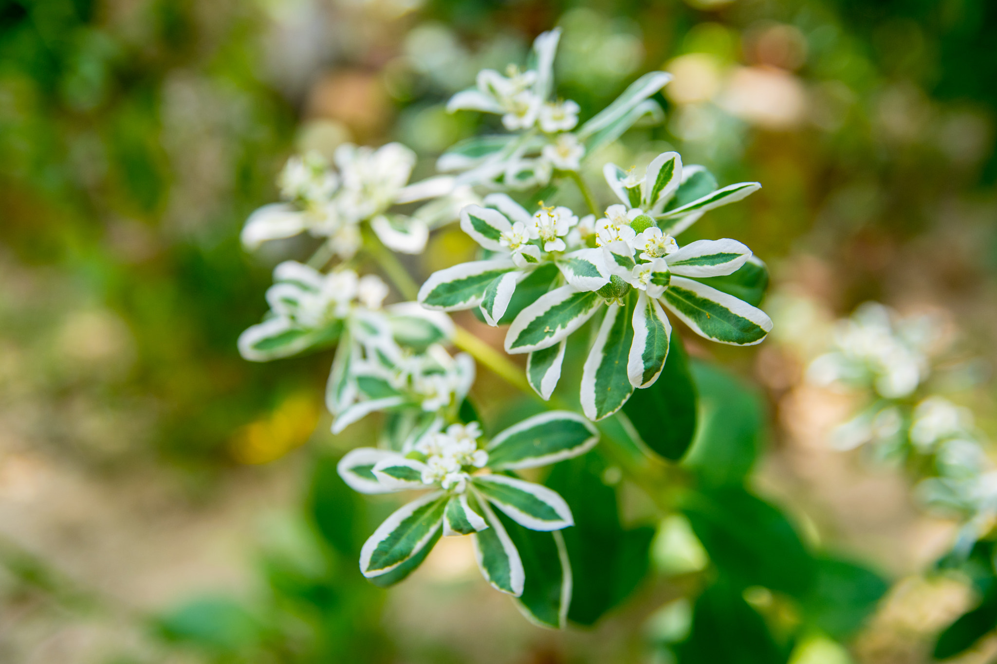 Nikon D500 sample photo. Summer flowers photography