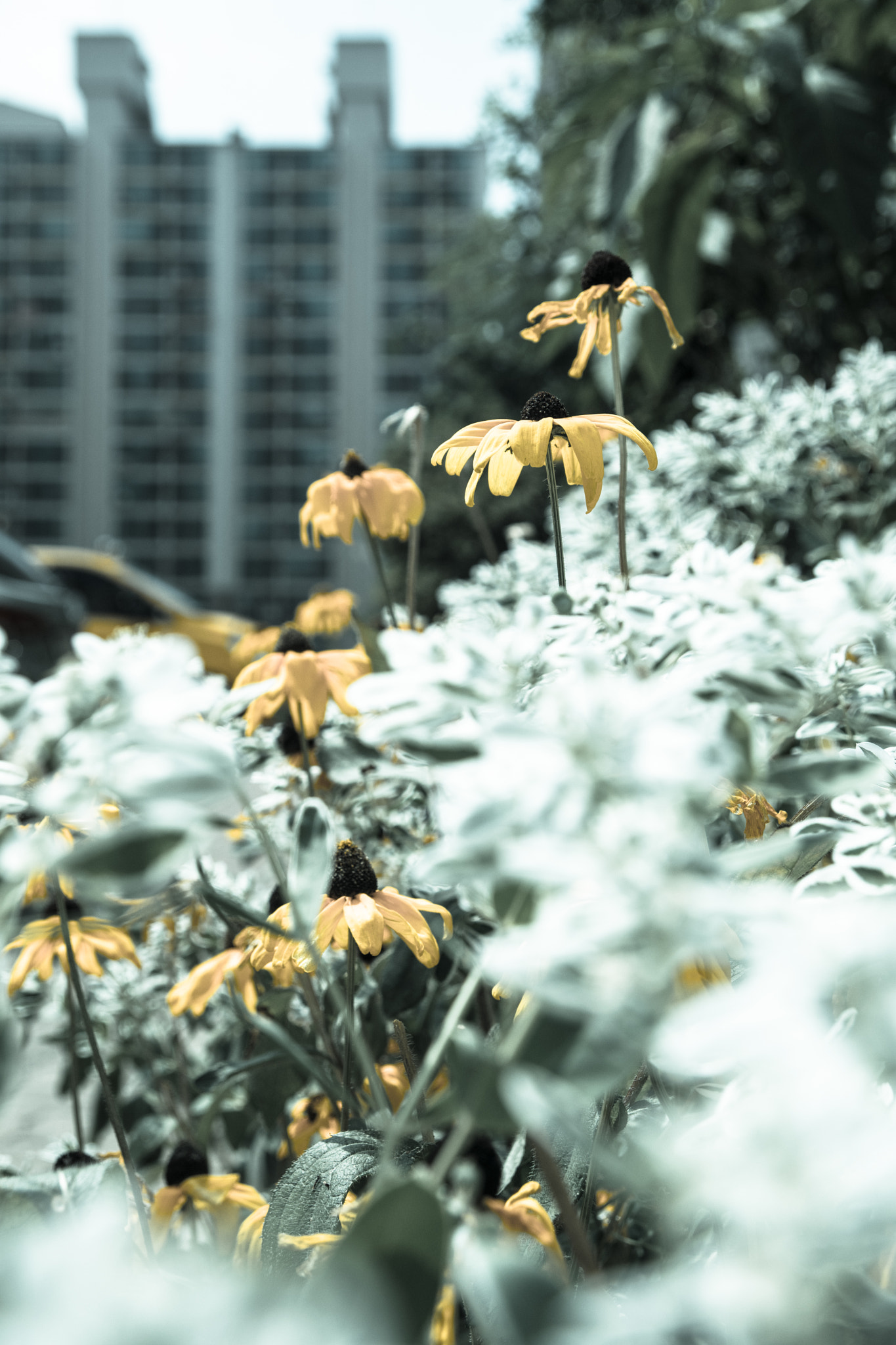Nikon D500 sample photo. Summer flowers photography