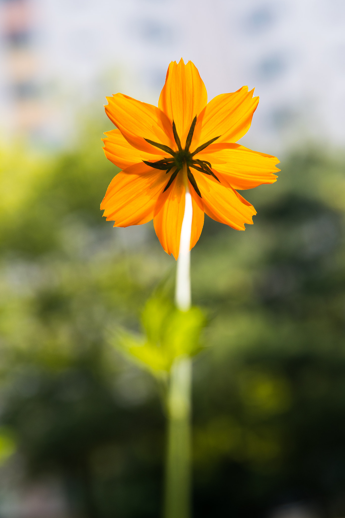 Nikon D500 sample photo. Summer flowers photography
