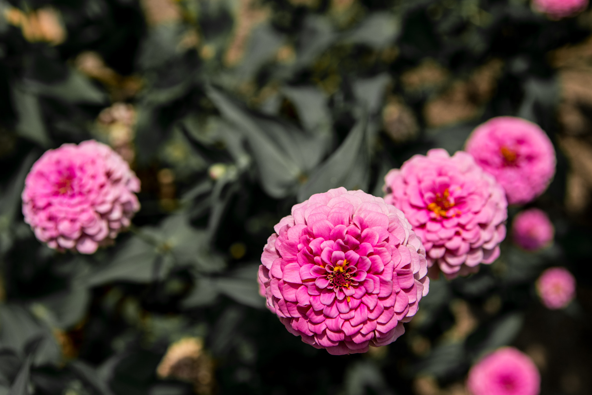 Nikon D500 sample photo. Summer flowers photography