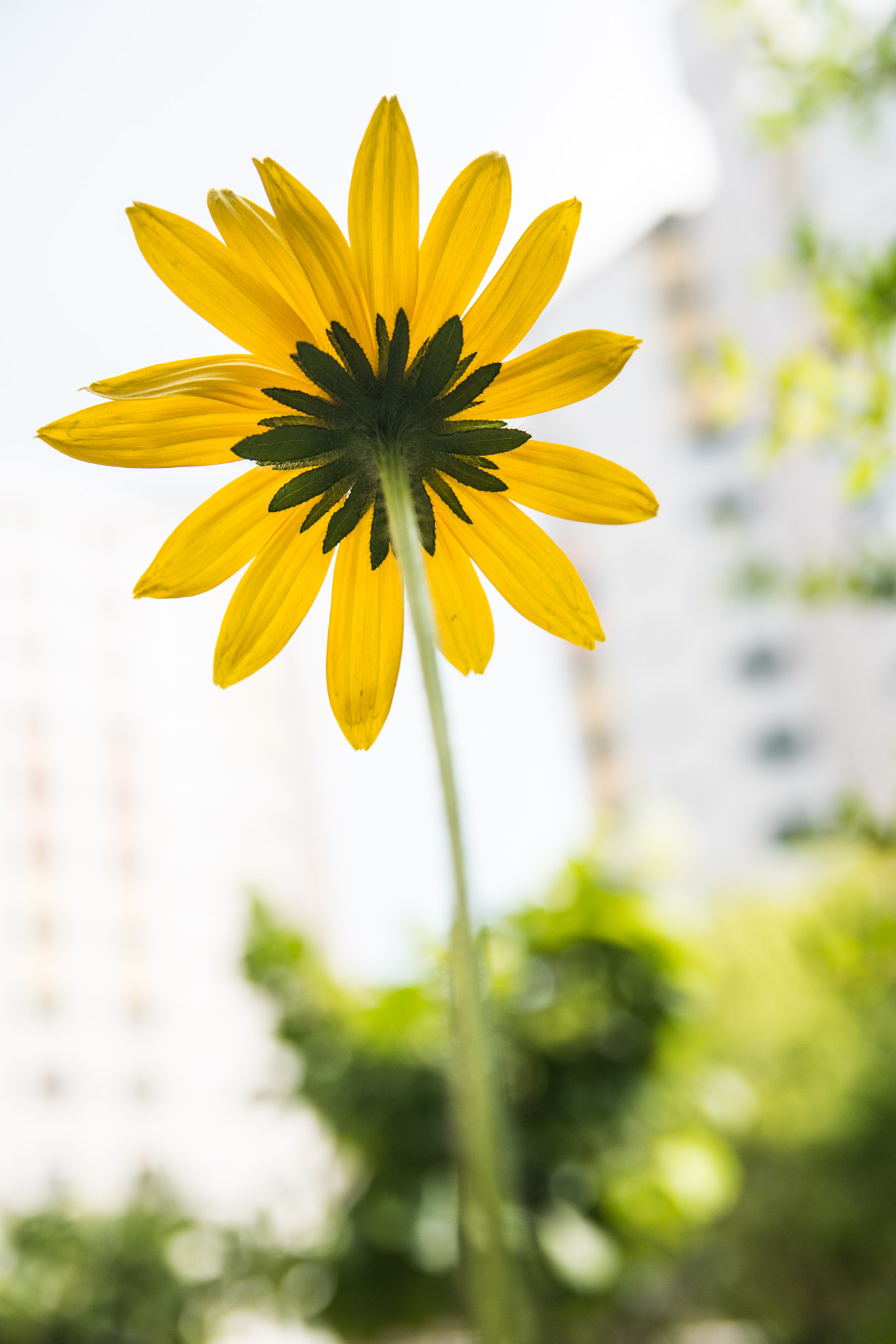 Nikon D500 sample photo. Summer flowers photography