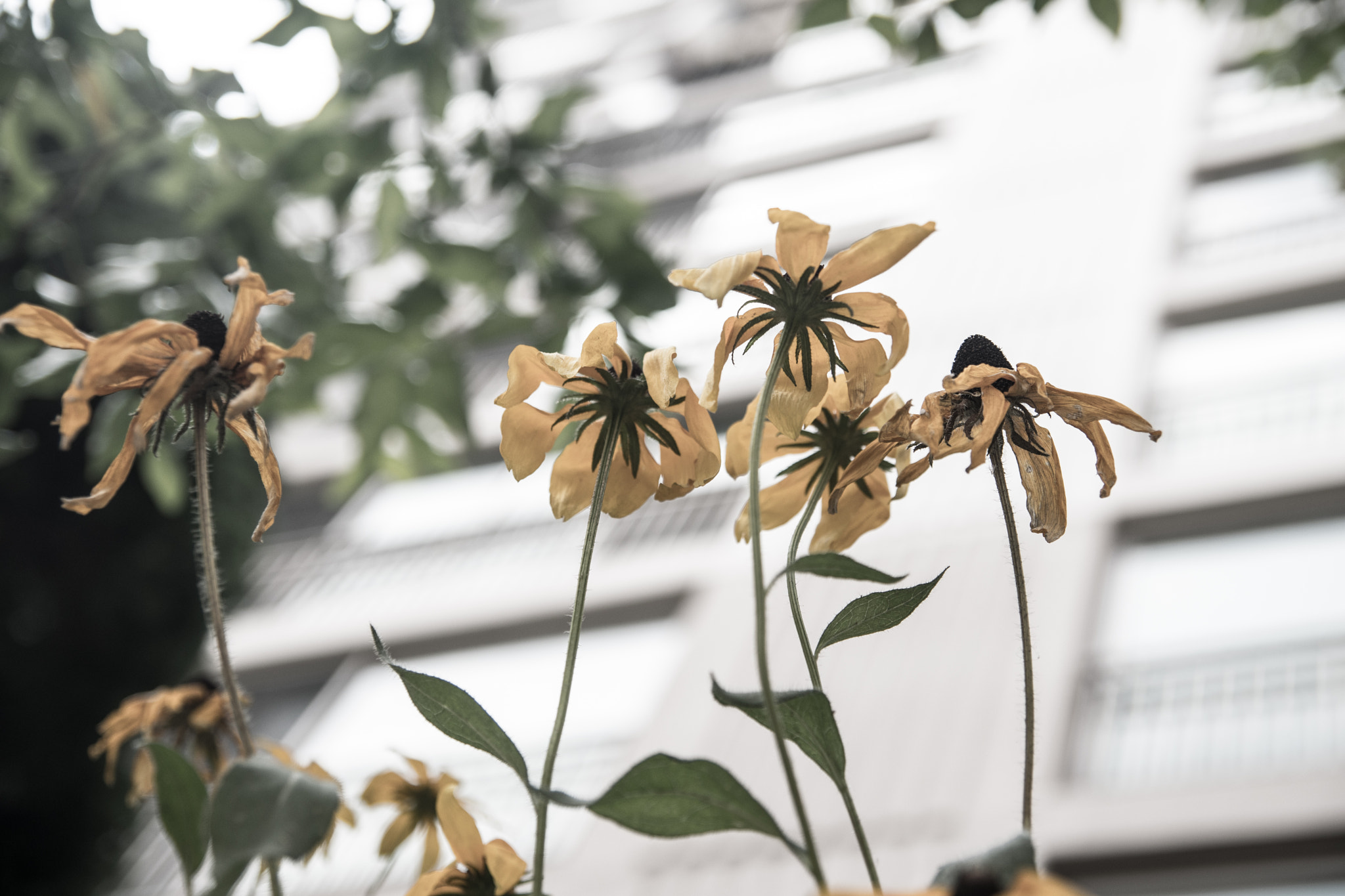 Nikon D500 sample photo. Summer flowers photography