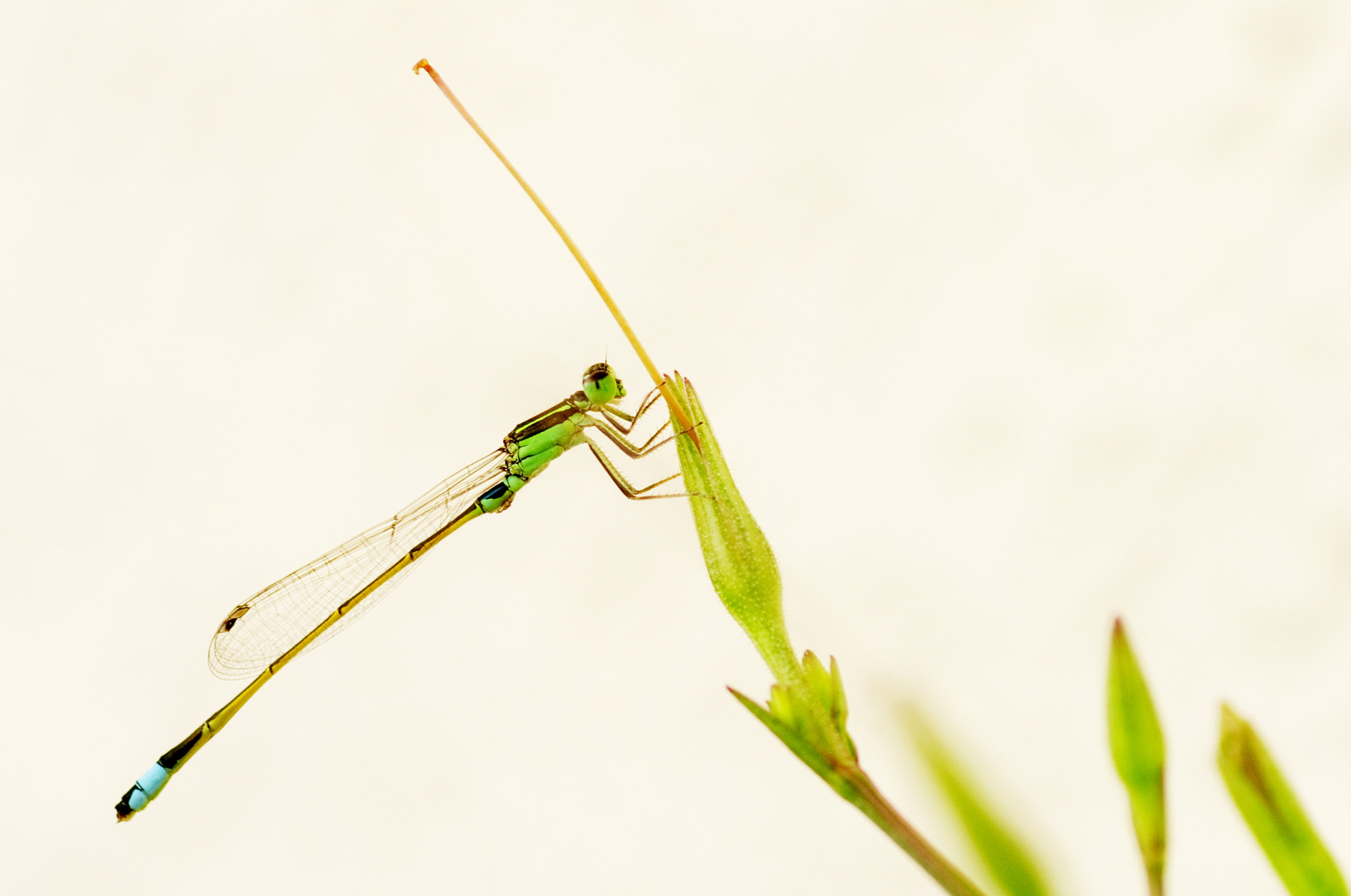 Pentax K-5 + Tamron SP AF 90mm F2.8 Di Macro sample photo. A dragonfly photography