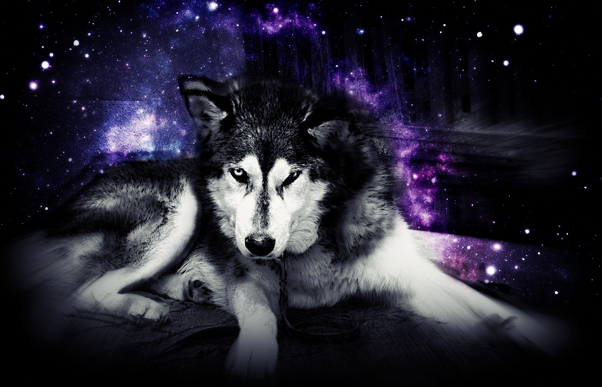 Canon PowerShot ELPH 130 IS (IXUS 140 / IXY 110F) sample photo. Husky photography
