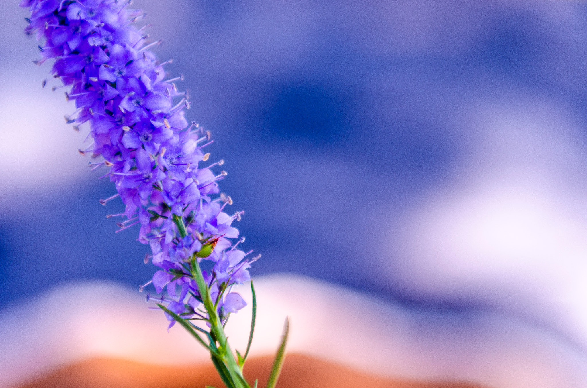 Nikon AF-S Nikkor 24-70mm F2.8E ED VR sample photo. 紫色花 photography