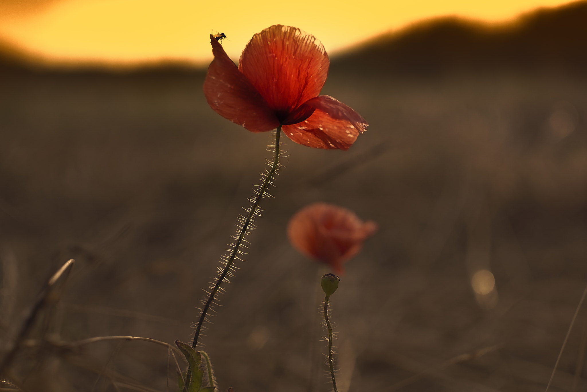 Panasonic Lumix DMC-GF6 + Sigma 30mm F2.8 DN Art sample photo. Poppy sunset photography