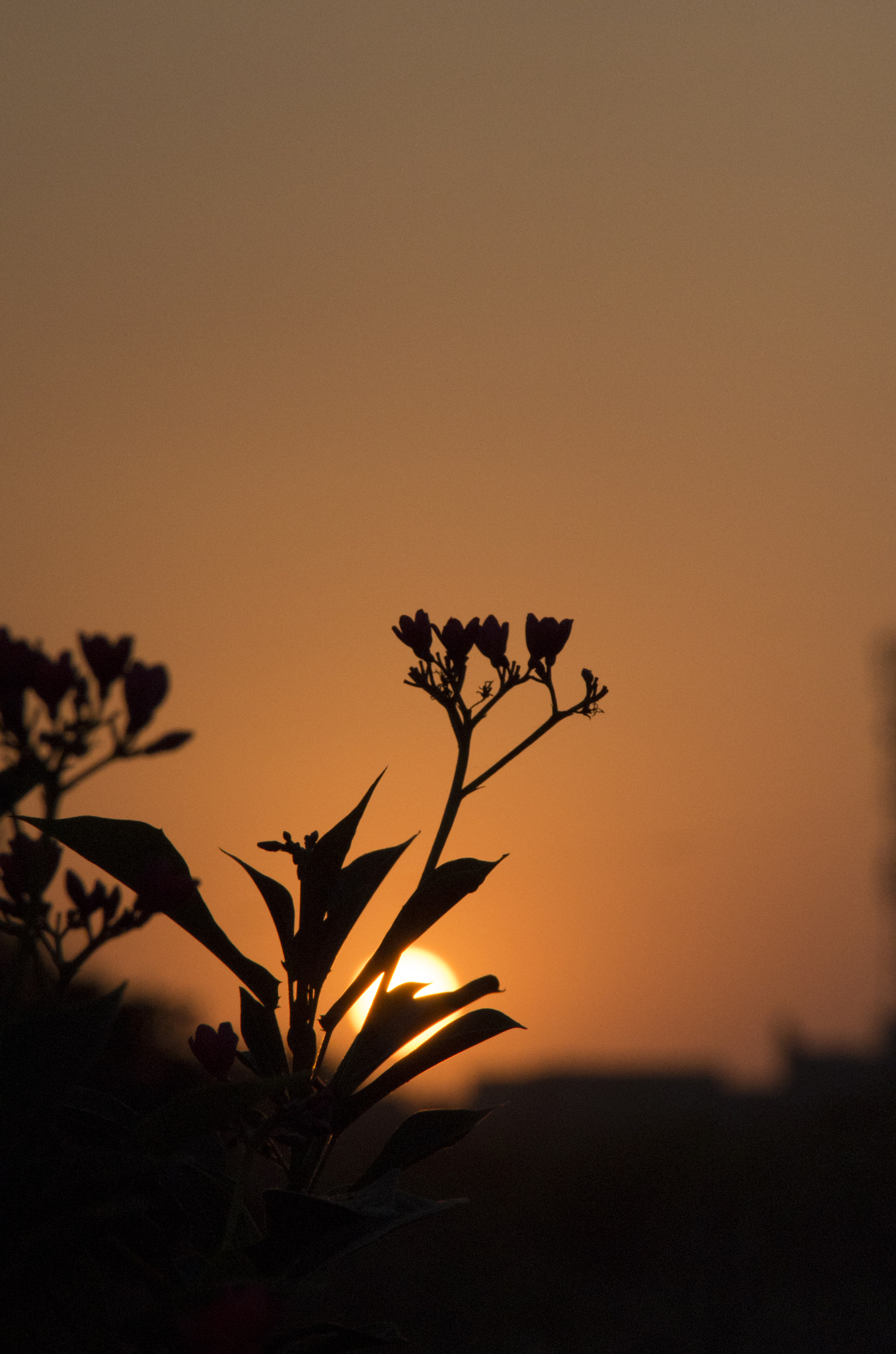 Pentax K-500 sample photo. Atardecer en la india photography