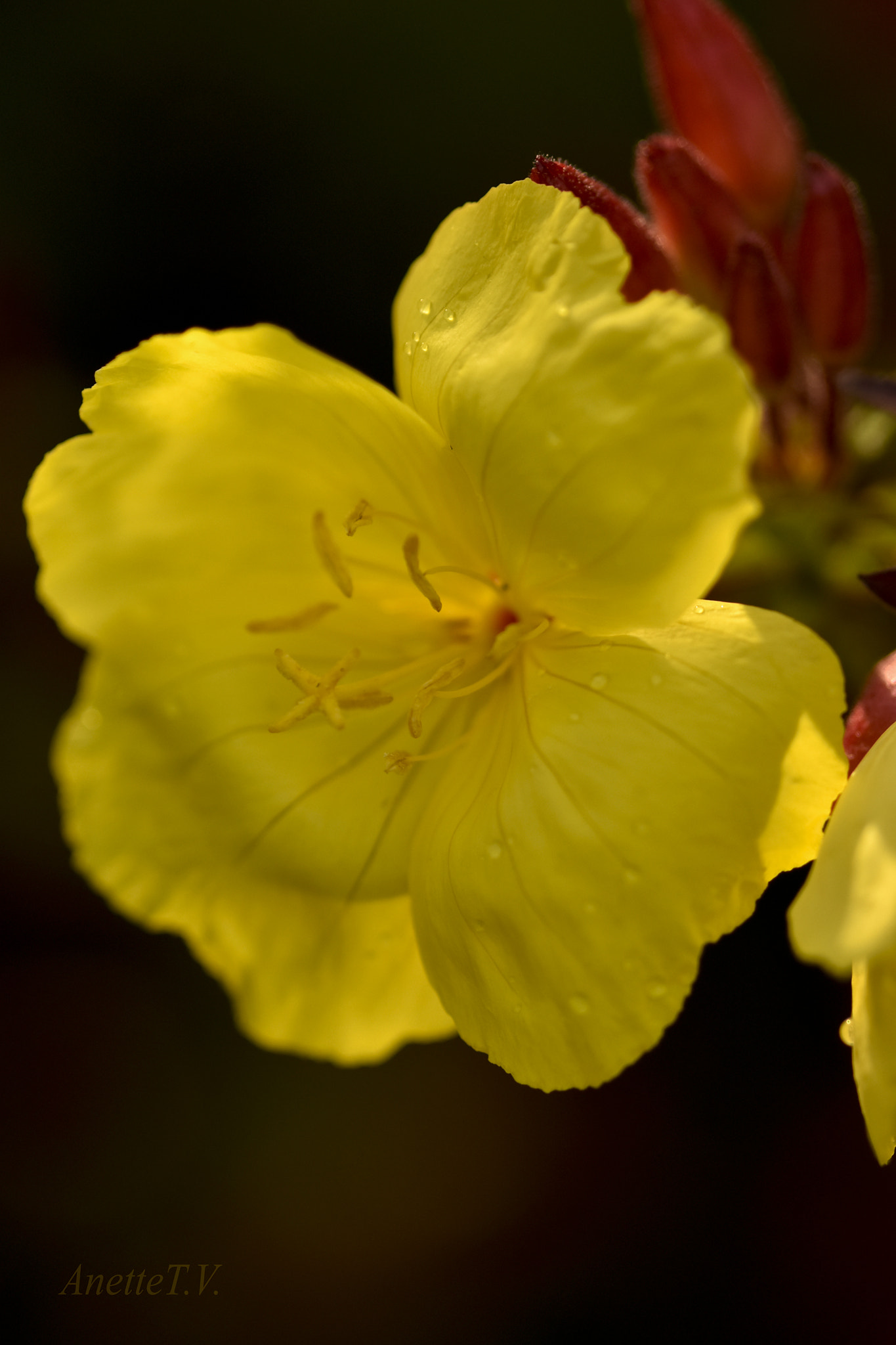 Nikon AF-S Micro-Nikkor 105mm F2.8G IF-ED VR sample photo. Oenothera photography