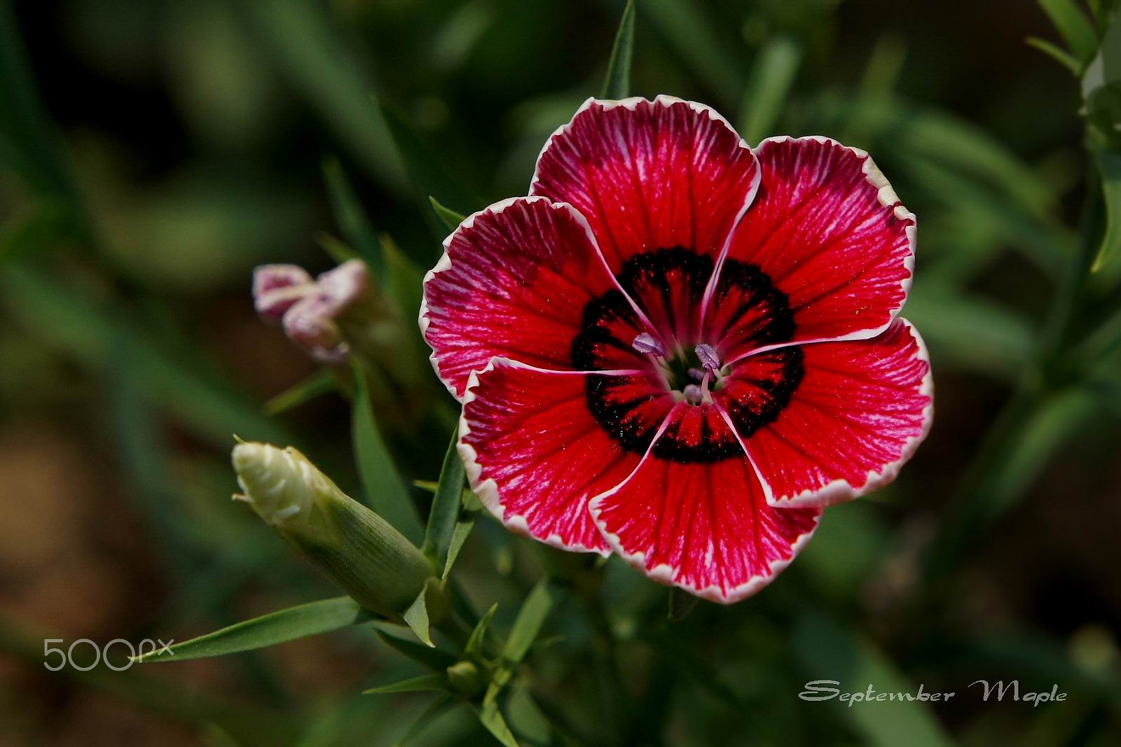 Sony NEX-5C sample photo. 石竹花 photography