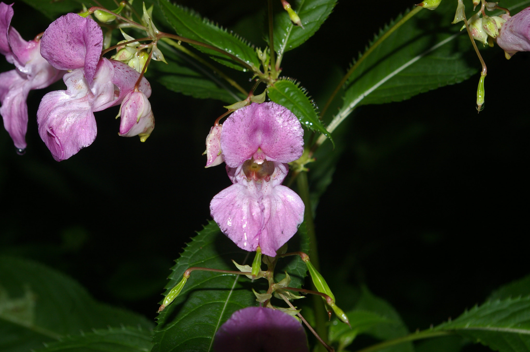 Pentax *ist DL sample photo. Night in the forest photography