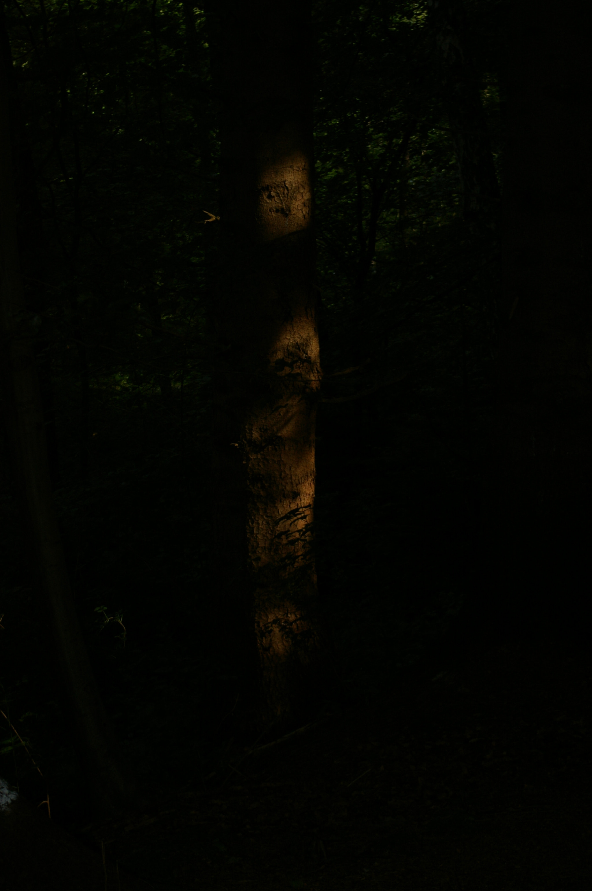 Pentax *ist DL sample photo. Flashlight by night in forest photography