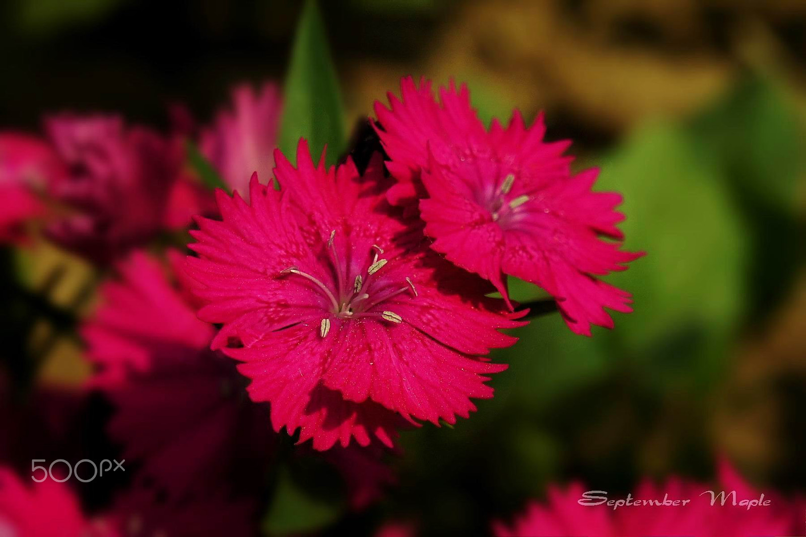 Sony NEX-5C sample photo. 红色的石竹花 photography