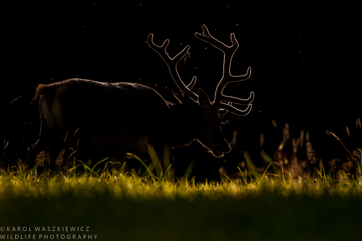 Nikon D3 sample photo. Enlightened photography