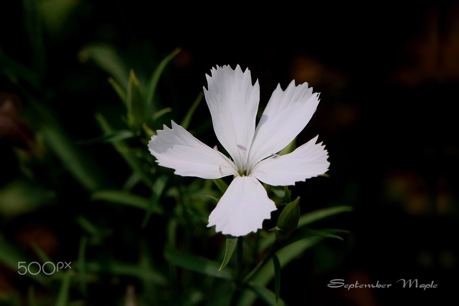 Sony NEX-5C sample photo. 白色的石竹花 photography