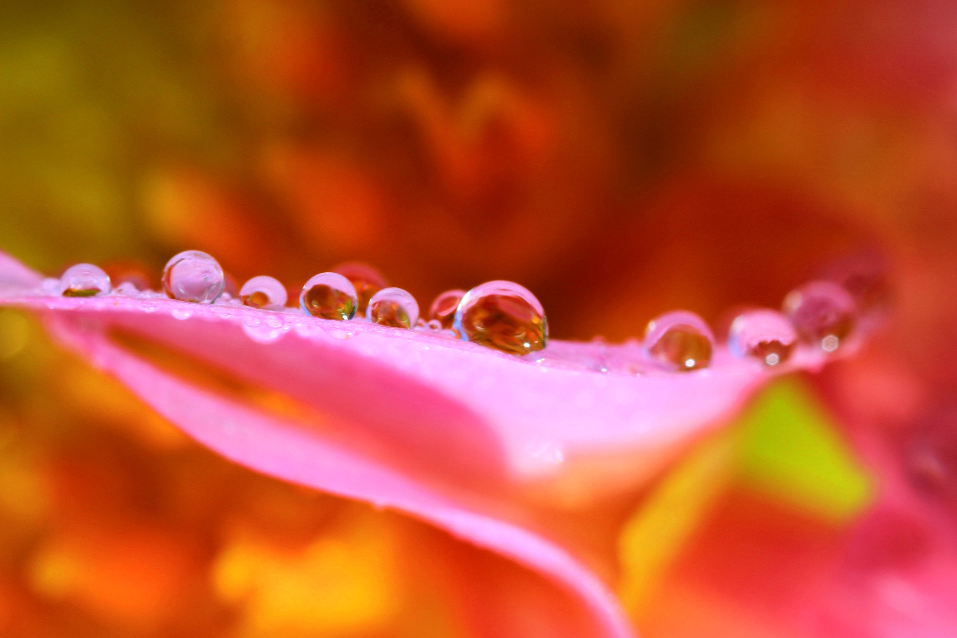 Canon MP-E 65mm F2.5 1-5x Macro Photo sample photo. Summer drops photography