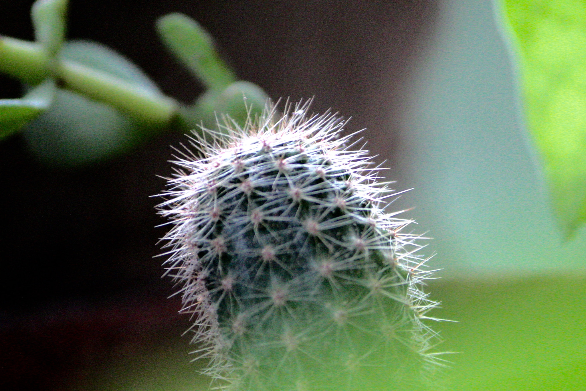Canon EF-S 55-250mm F4-5.6 IS II sample photo. Cactus photography