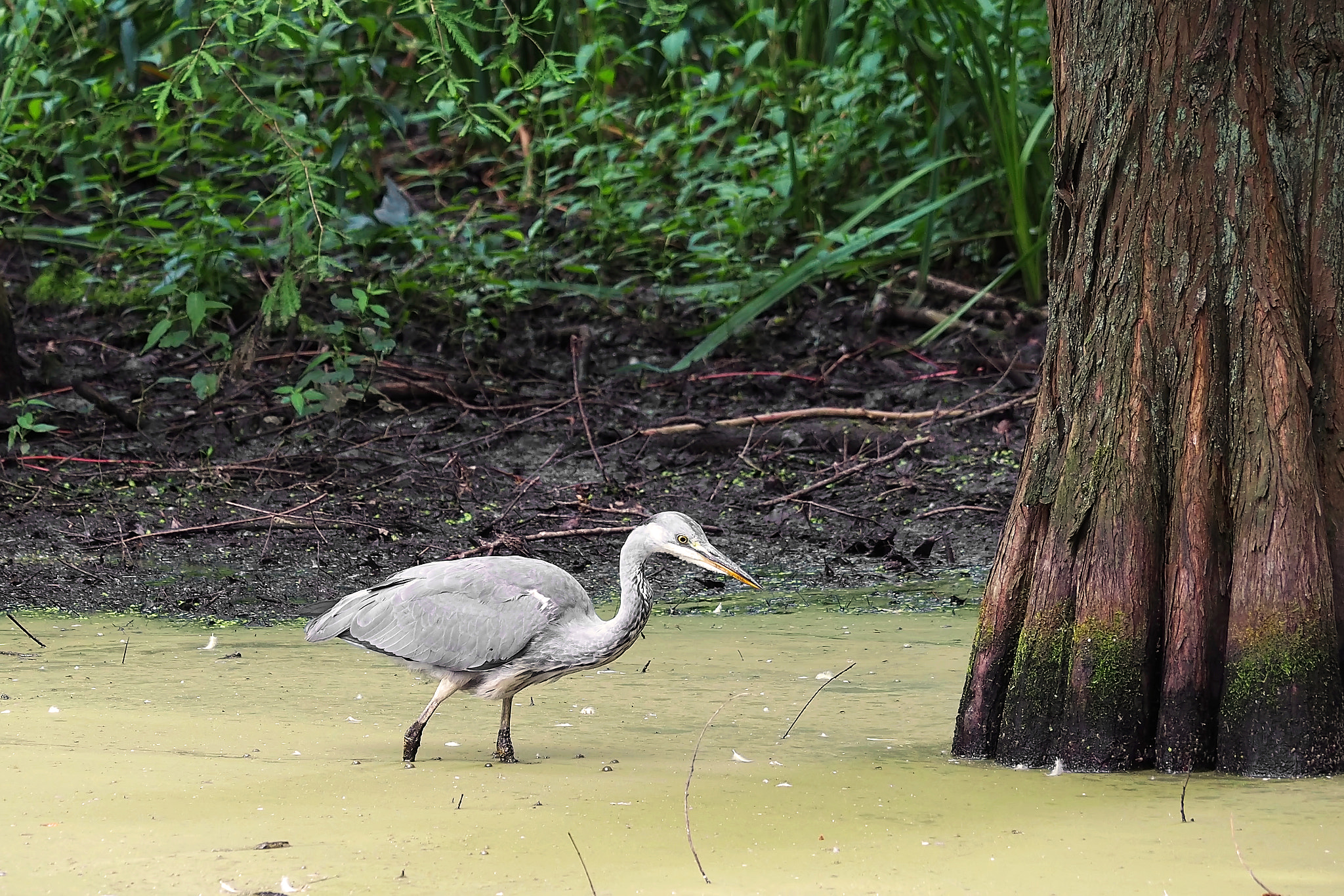 Olympus OM-D E-M5 II sample photo. Finally caught photography