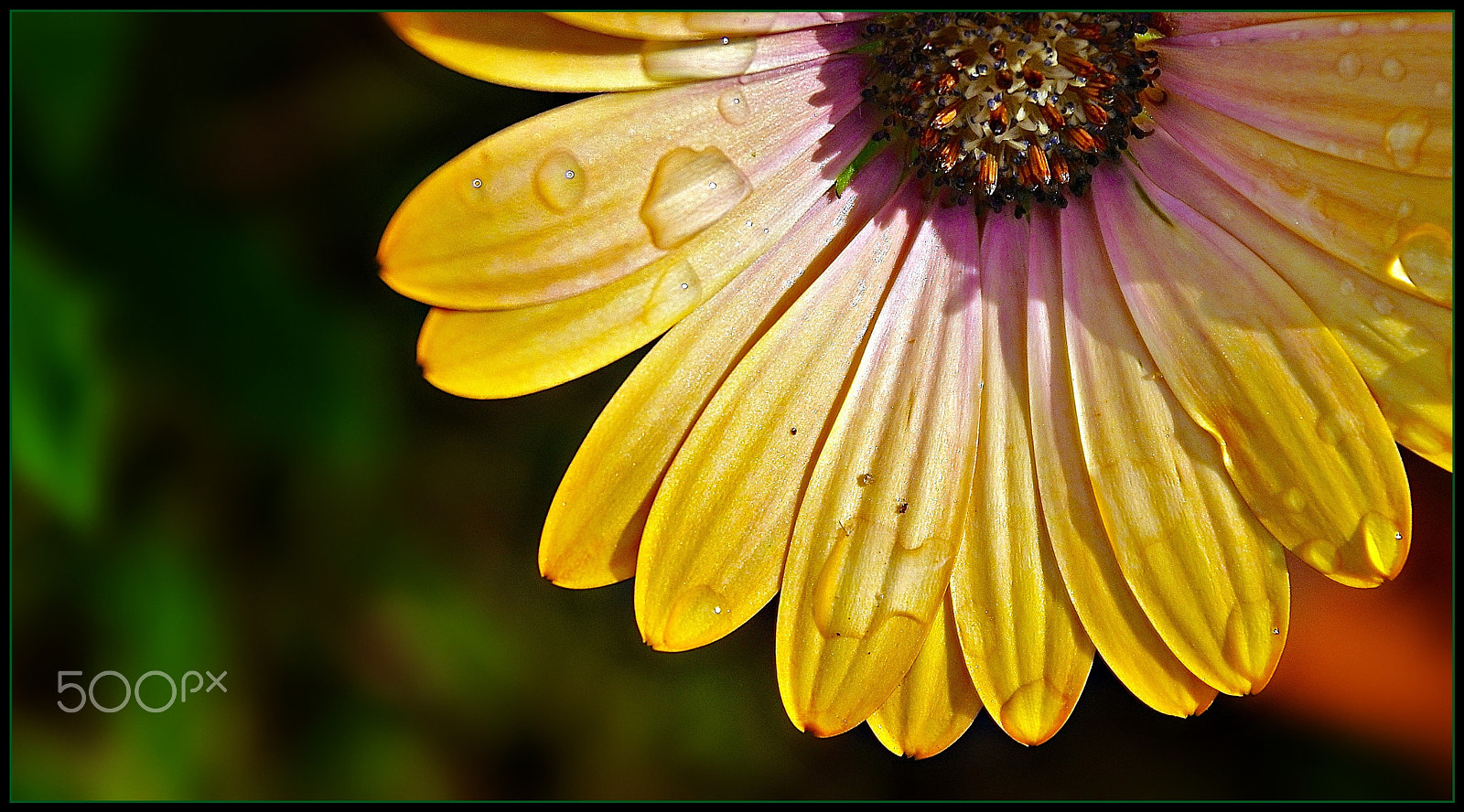 Sigma 17-70mm F2.8-4 DC Macro HSM | C sample photo. In essence photography