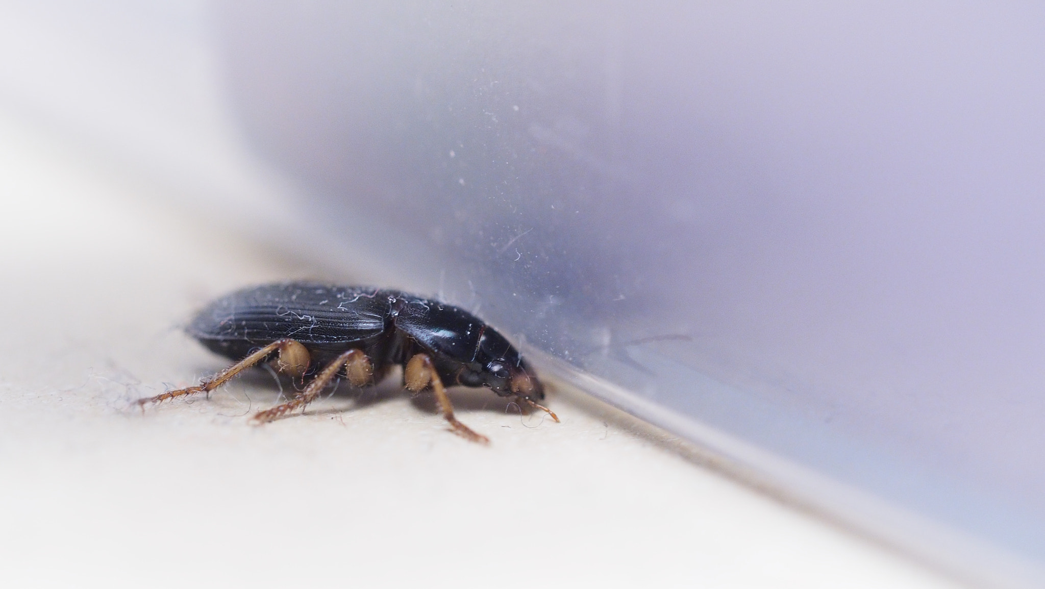 Olympus PEN E-PL7 sample photo. Insect photography
