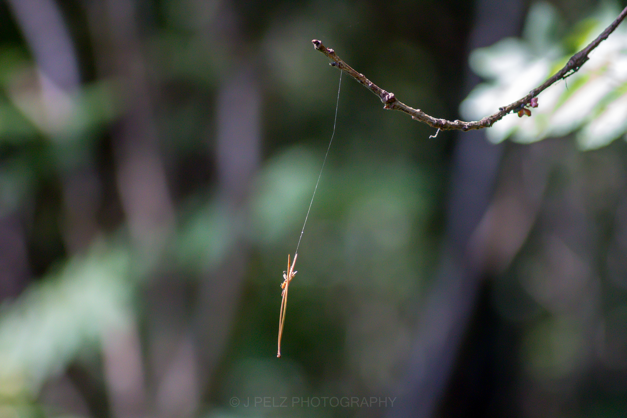 Canon EOS 60D + Canon EF 100mm F2.8 Macro USM sample photo. Just hangin...... photography