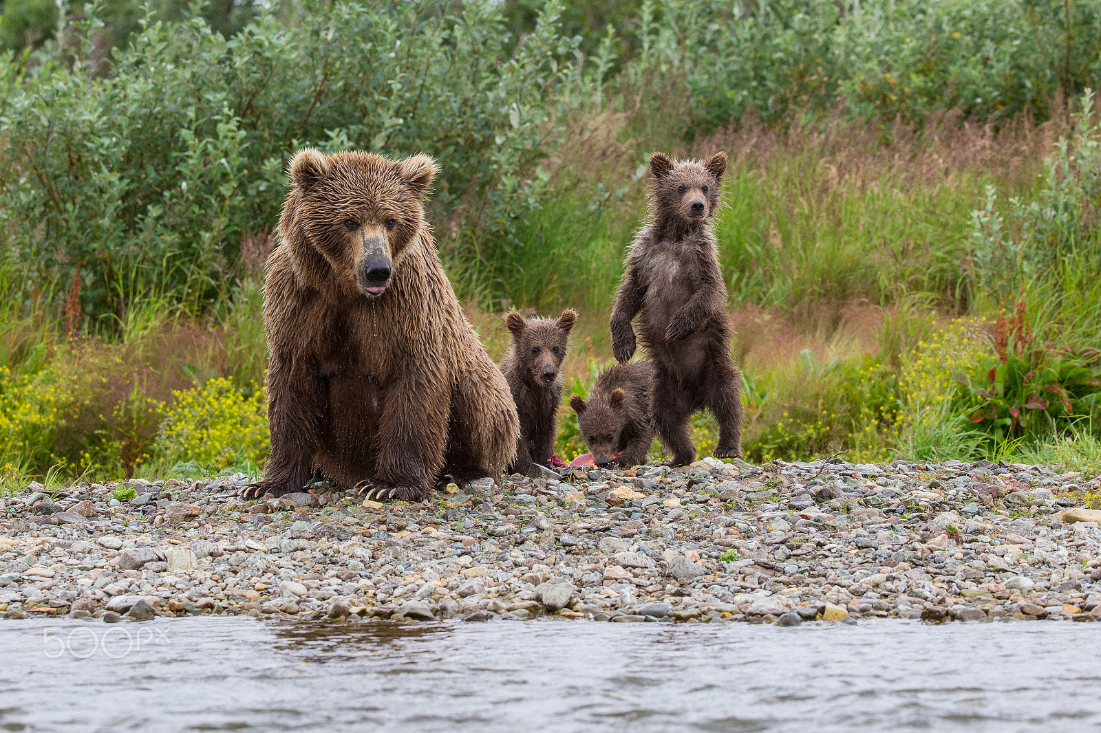 Canon EF 200-400mm F4L IS USM Extender 1.4x sample photo. Bear family photography