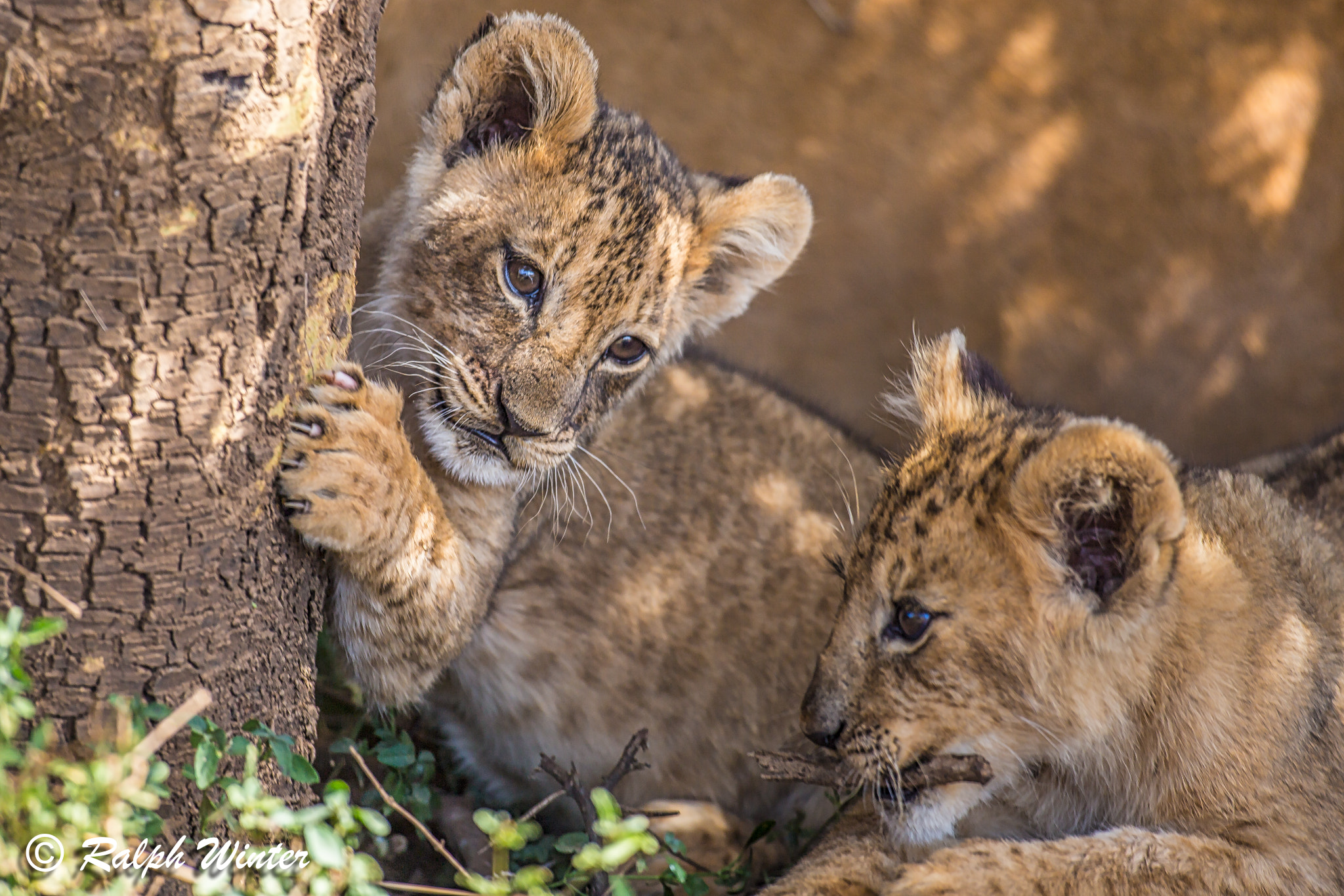 Canon EOS 6D + Canon EF 600mm f/4L IS sample photo. Cubby cuteness photography