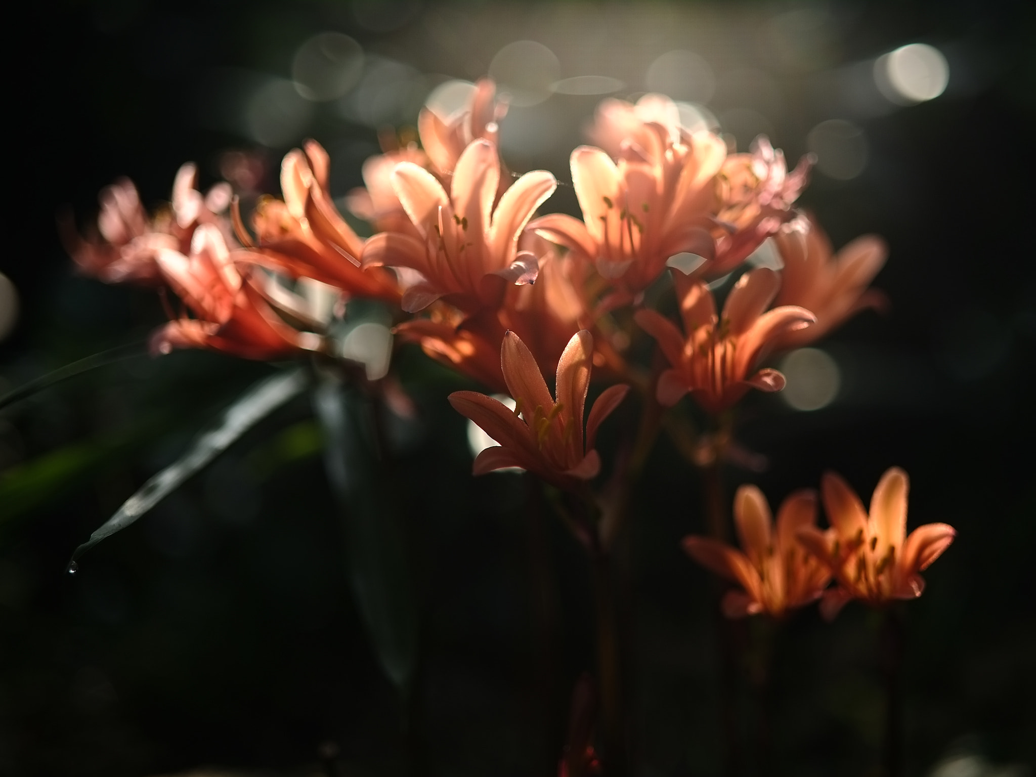 Fujifilm X-Pro1 + ZEISS Touit 32mm F1.8 sample photo. An unfinished dream in the early morning photography