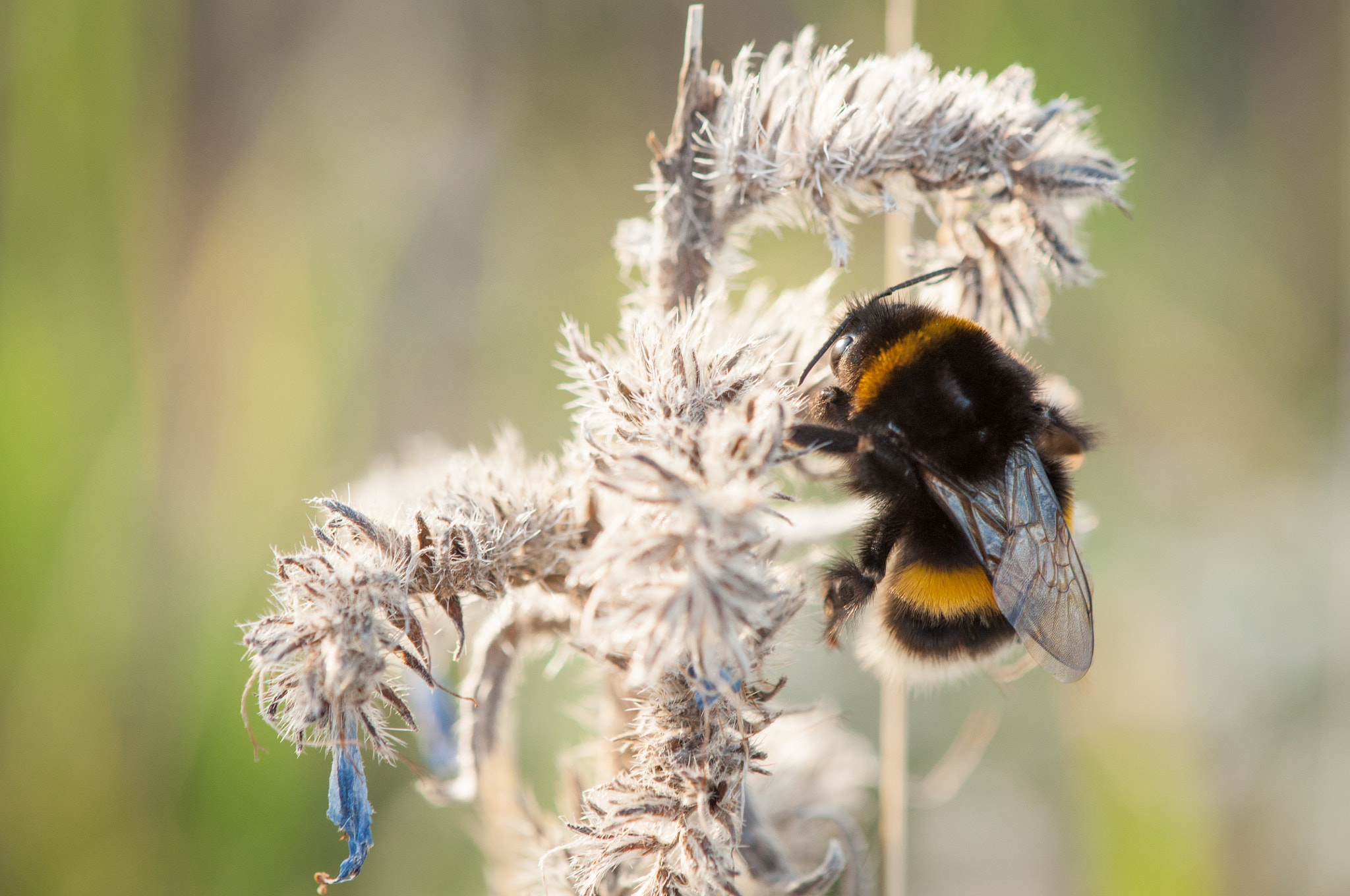 Nikon AF-S DX Micro-Nikkor 85mm F3.5G ED VR sample photo. Bumble-bee photography