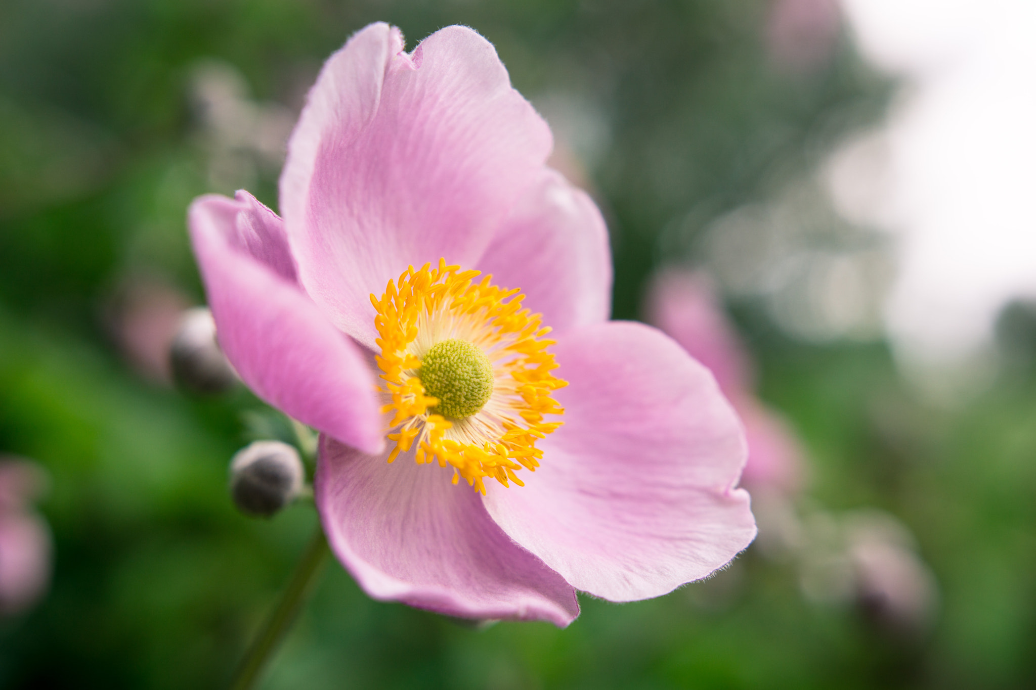 Sony a6000 + Sigma 18-35mm F1.8 DC HSM Art sample photo. Japanese anemone photography