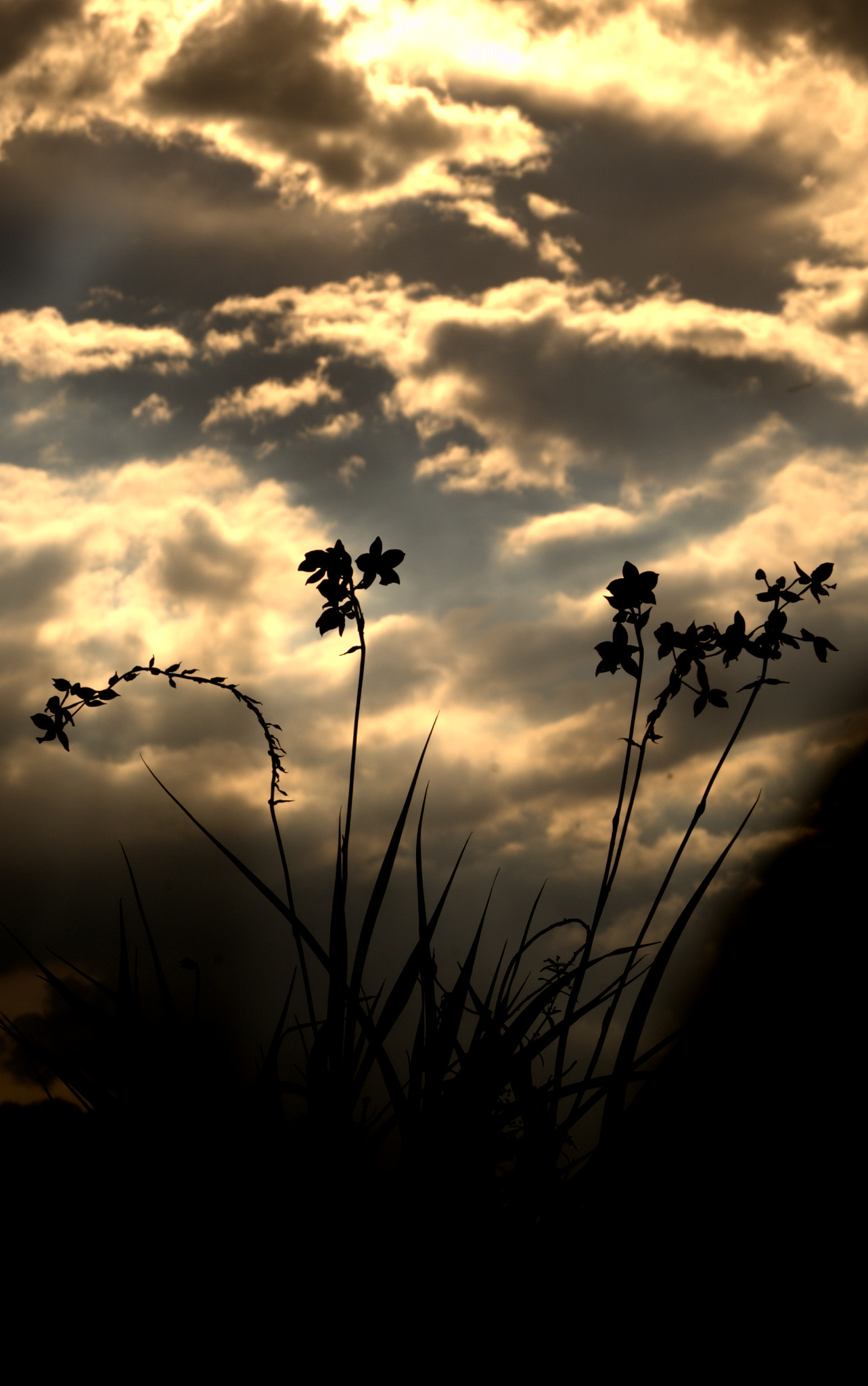 AF Zoom-Nikkor 28-105mm f/3.5-4.5D IF sample photo. Nef photography