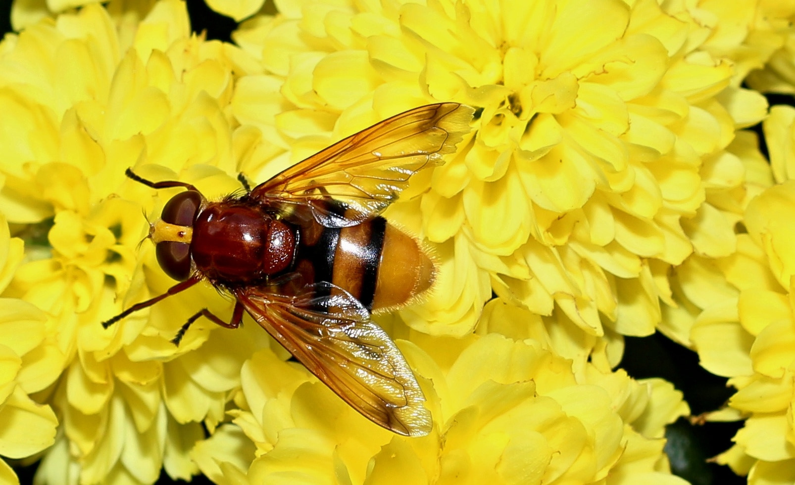 Canon EOS 700D (EOS Rebel T5i / EOS Kiss X7i) + Canon EF 50mm F1.8 II sample photo. Insektenwelt photography