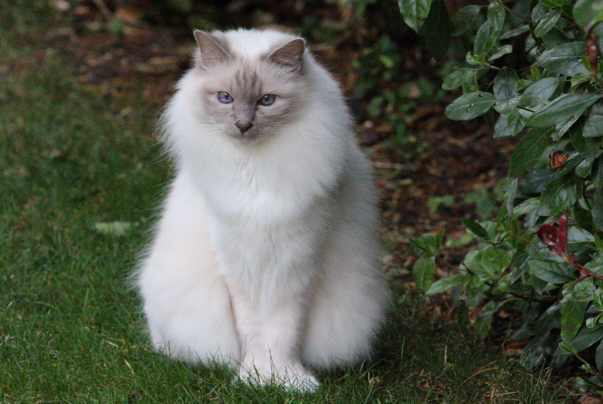 Canon EF 70-200mm F4L IS USM sample photo. Lilac birman cat - mylo photography