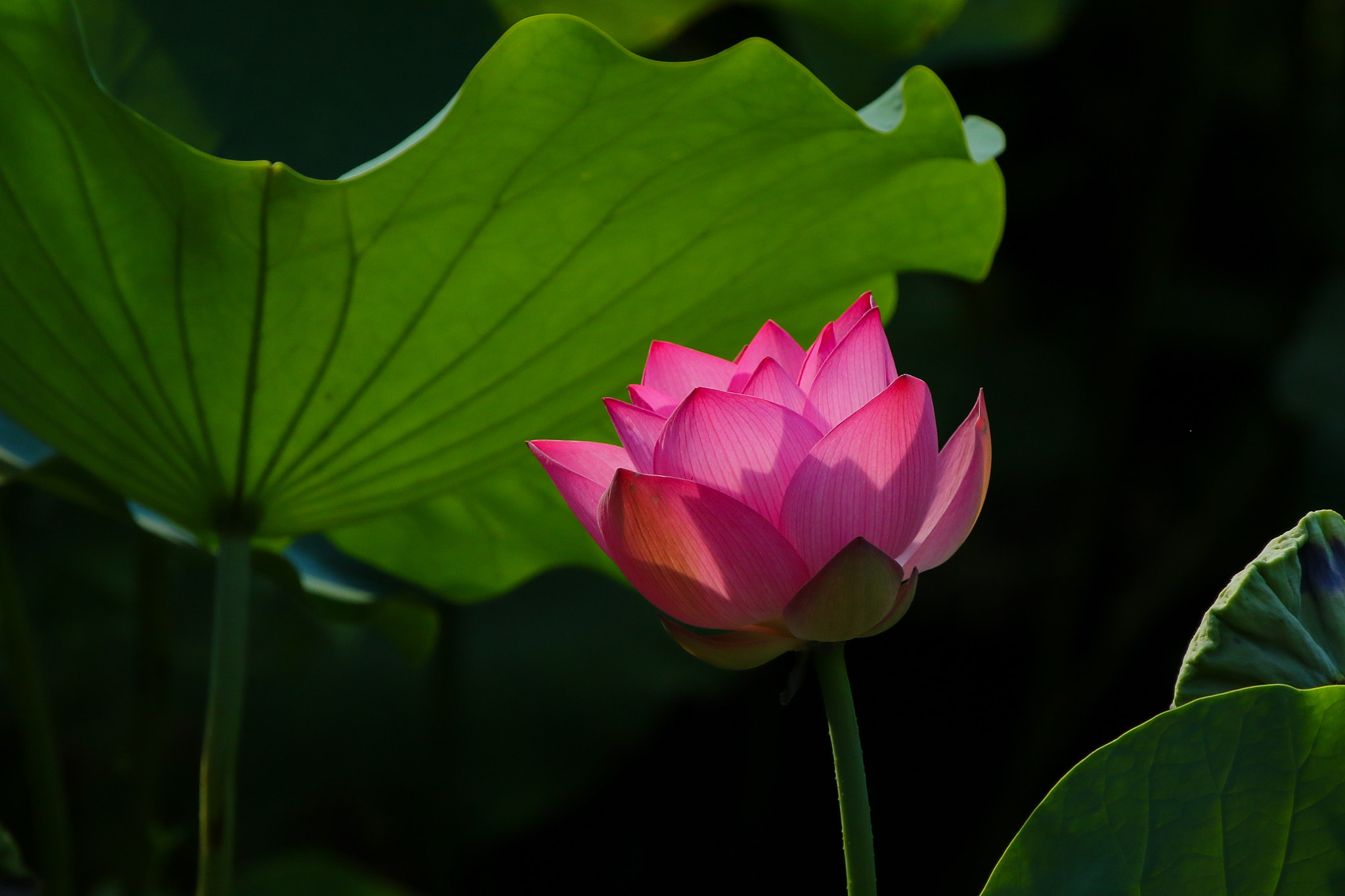 Canon EF 100-400mm F4.5-5.6L IS USM sample photo. 588a5459.jpg photography