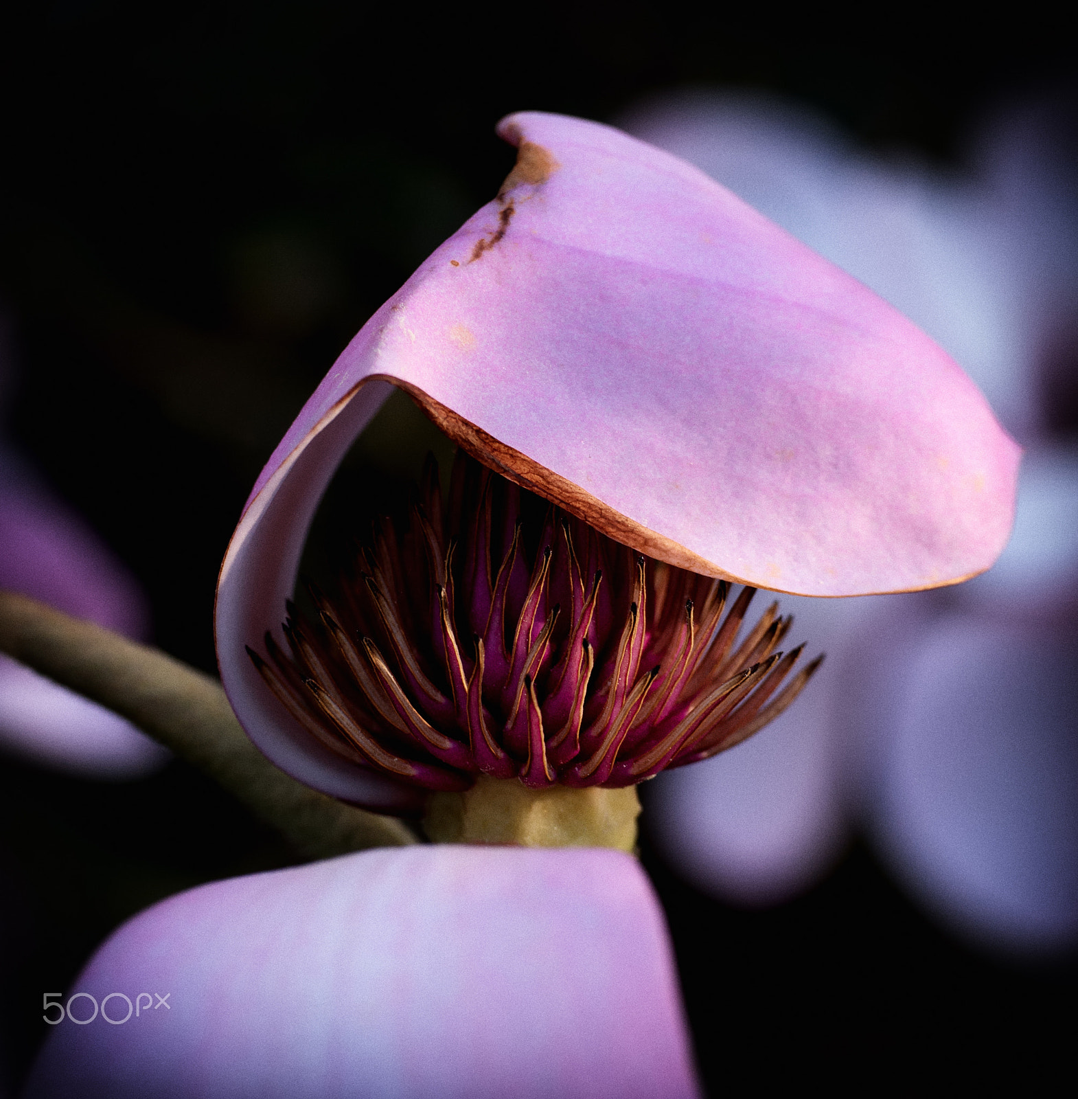 Panasonic Leica DG Macro-Elmarit 45mm F2.8 ASPH OIS sample photo. Hidden beauty photography