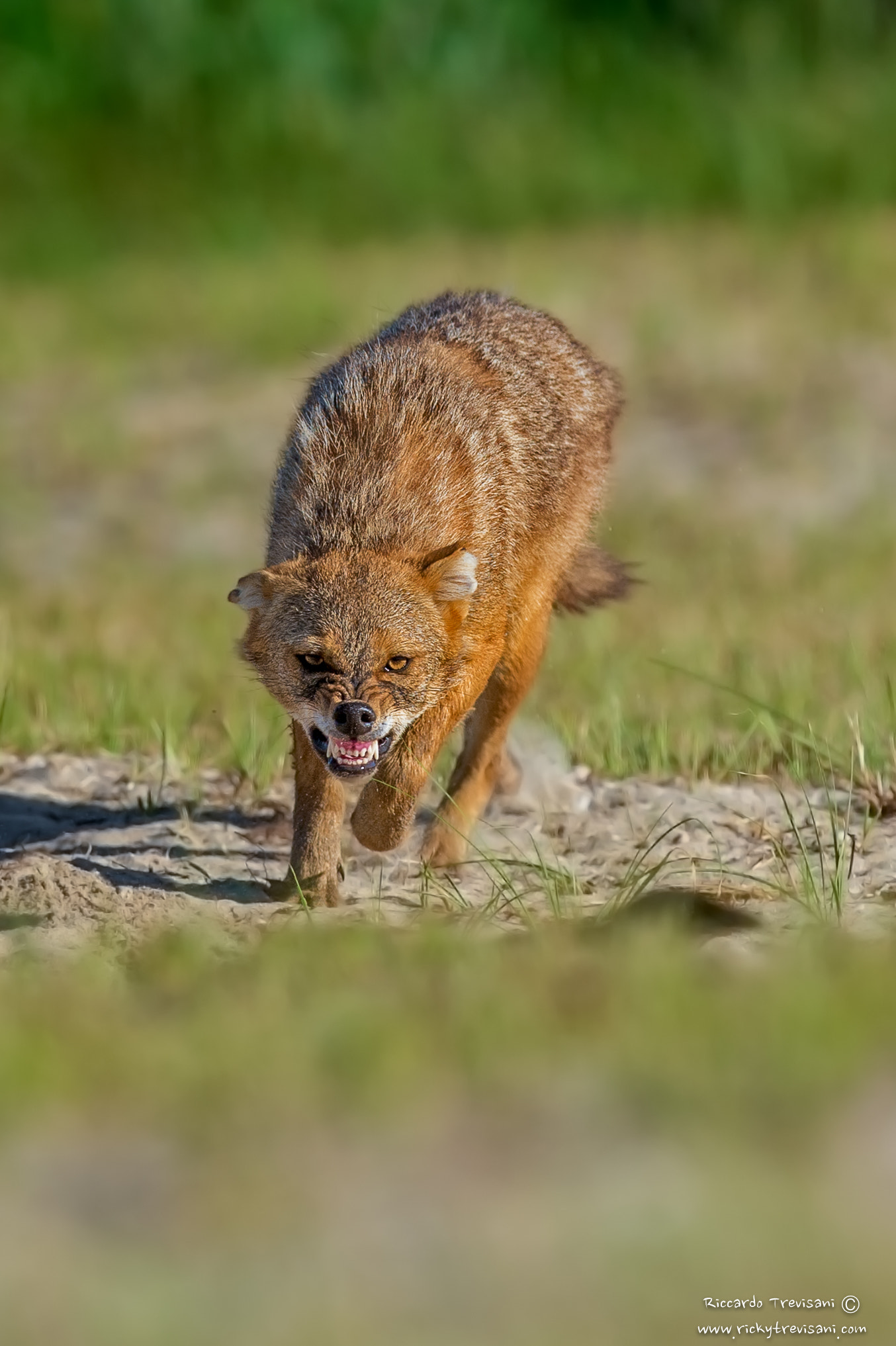 Nikon AF-S Nikkor 300mm F2.8G ED VR II sample photo. Hungry golden jackal photography