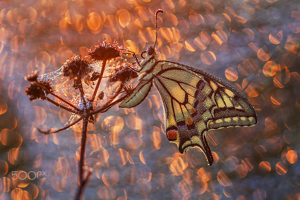 Sigma 105mm F2.8 EX DG Macro sample photo. Golden dawn photography